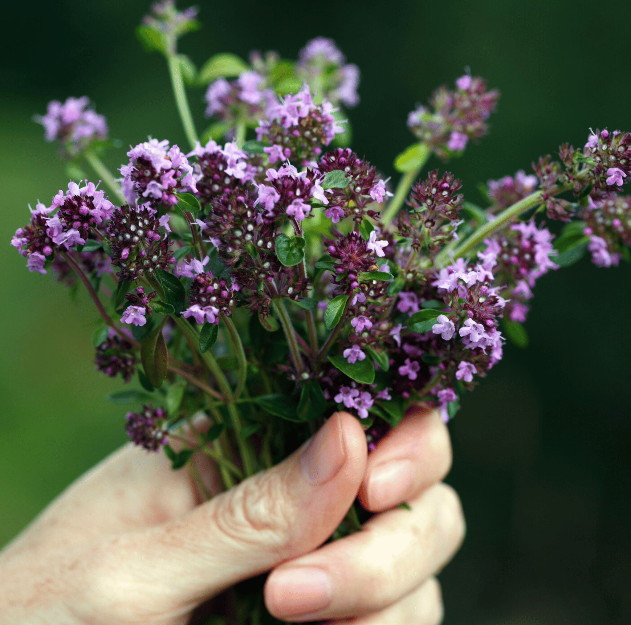 Creeping Thyme – 250 Seeds | | Wiccan Center
