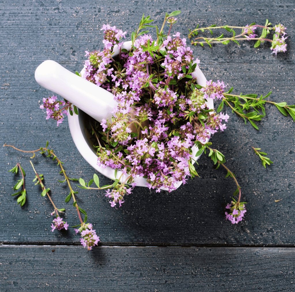 Creeping Thyme – 250 Seeds | | Wiccan Center