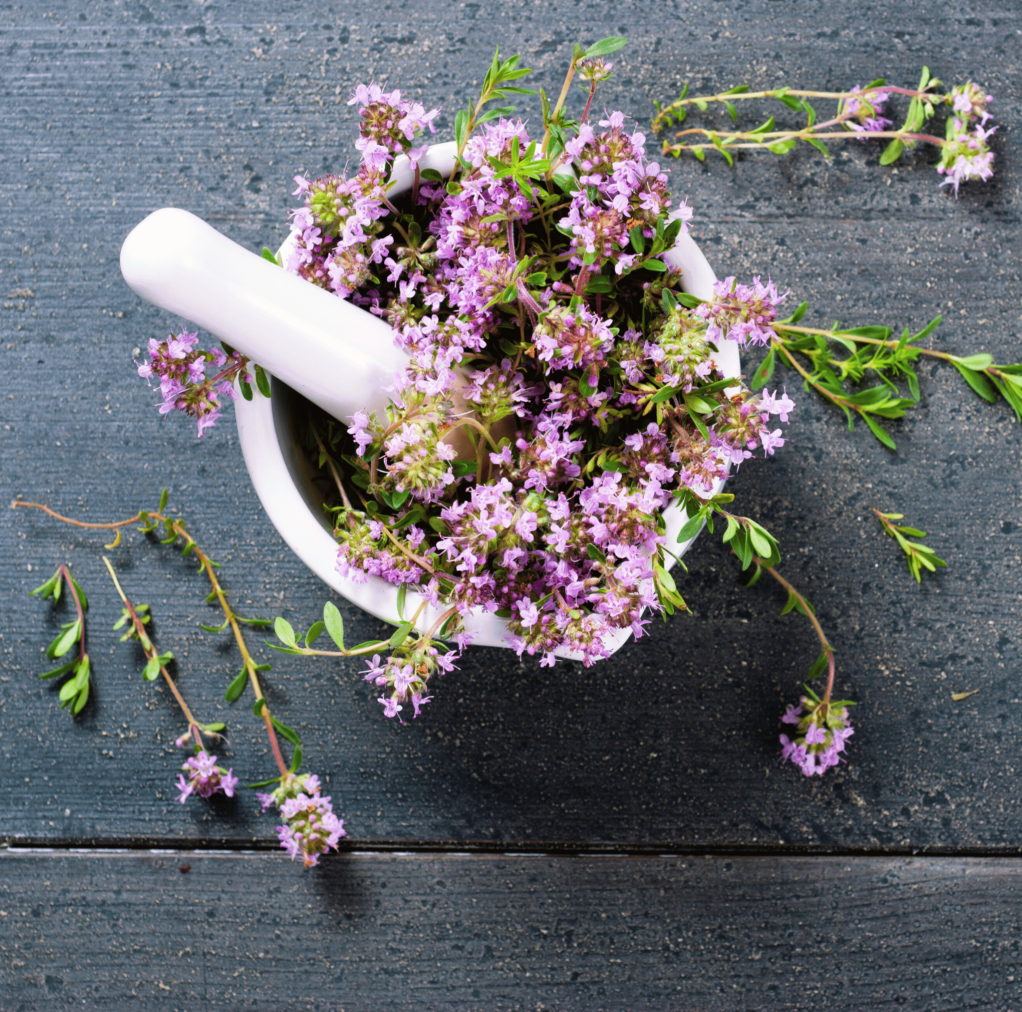 Creeping Thyme – 250 Seeds | | Wiccan Center