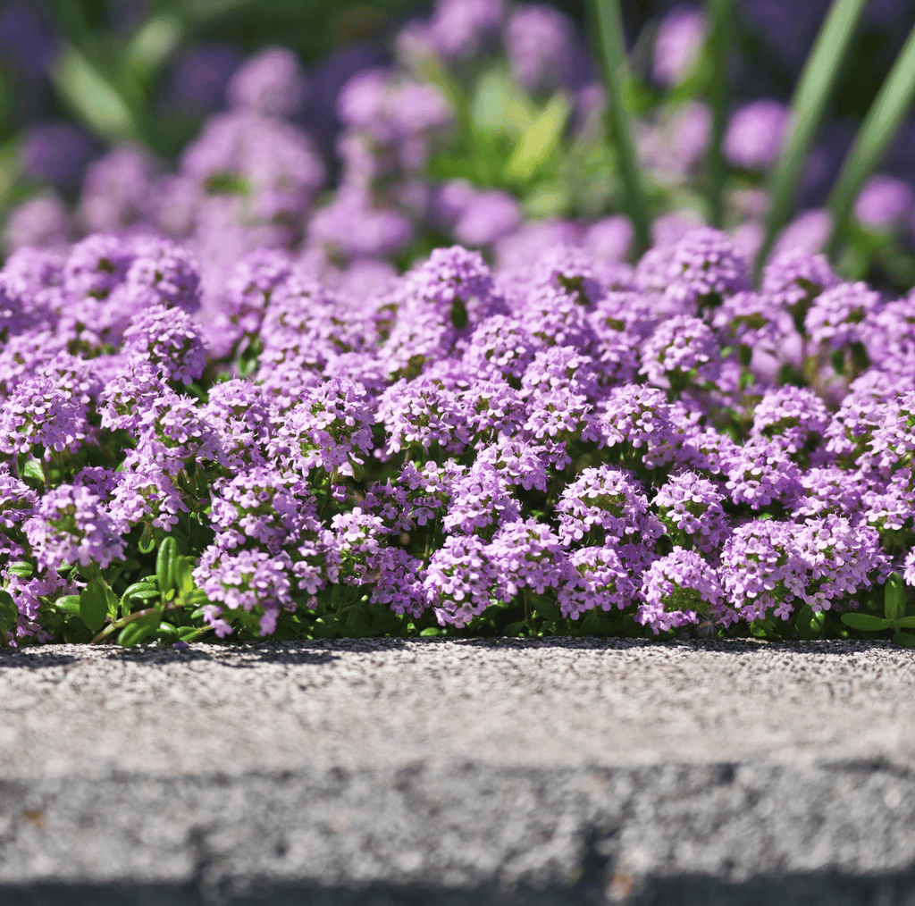 Creeping Thyme – 250 Seeds | | Wiccan Center