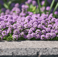 Creeping Thyme – 250 Seeds | | Wiccan Center