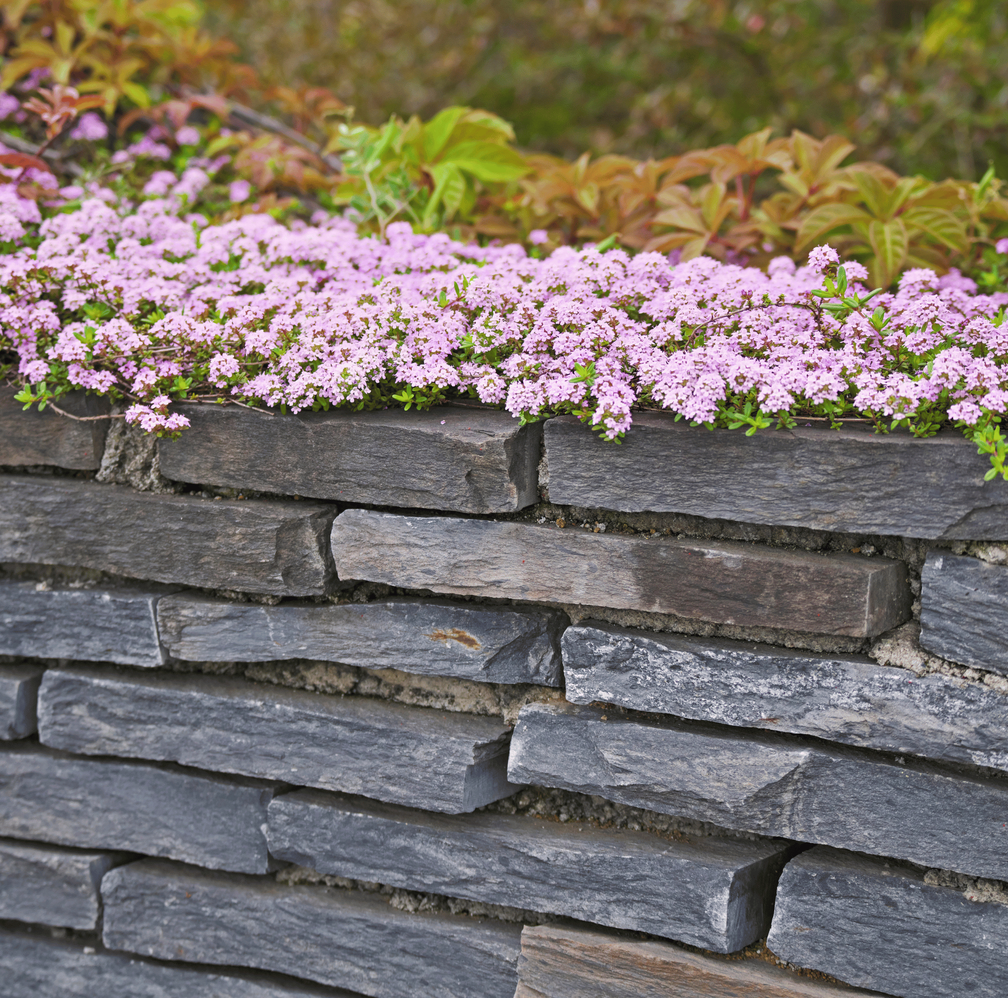 Creeping Thyme – 250 Seeds | | Wiccan Center