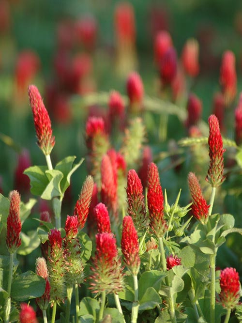 Crimson Clover, Over & Over (Trifolium Incarnatum) Seed | | Wiccan Center