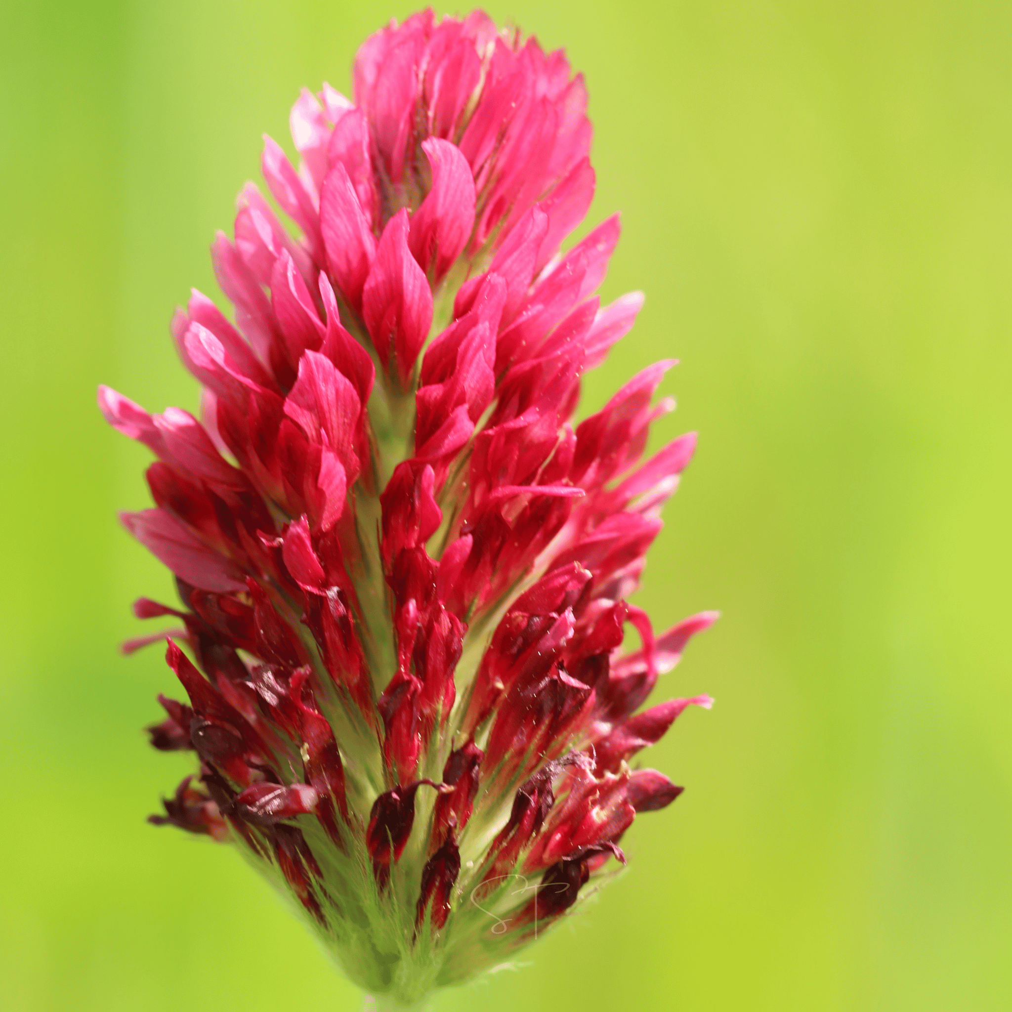 Crimson “Dixie” Clover – 1,000 Seeds | Seeds | Wiccan Center