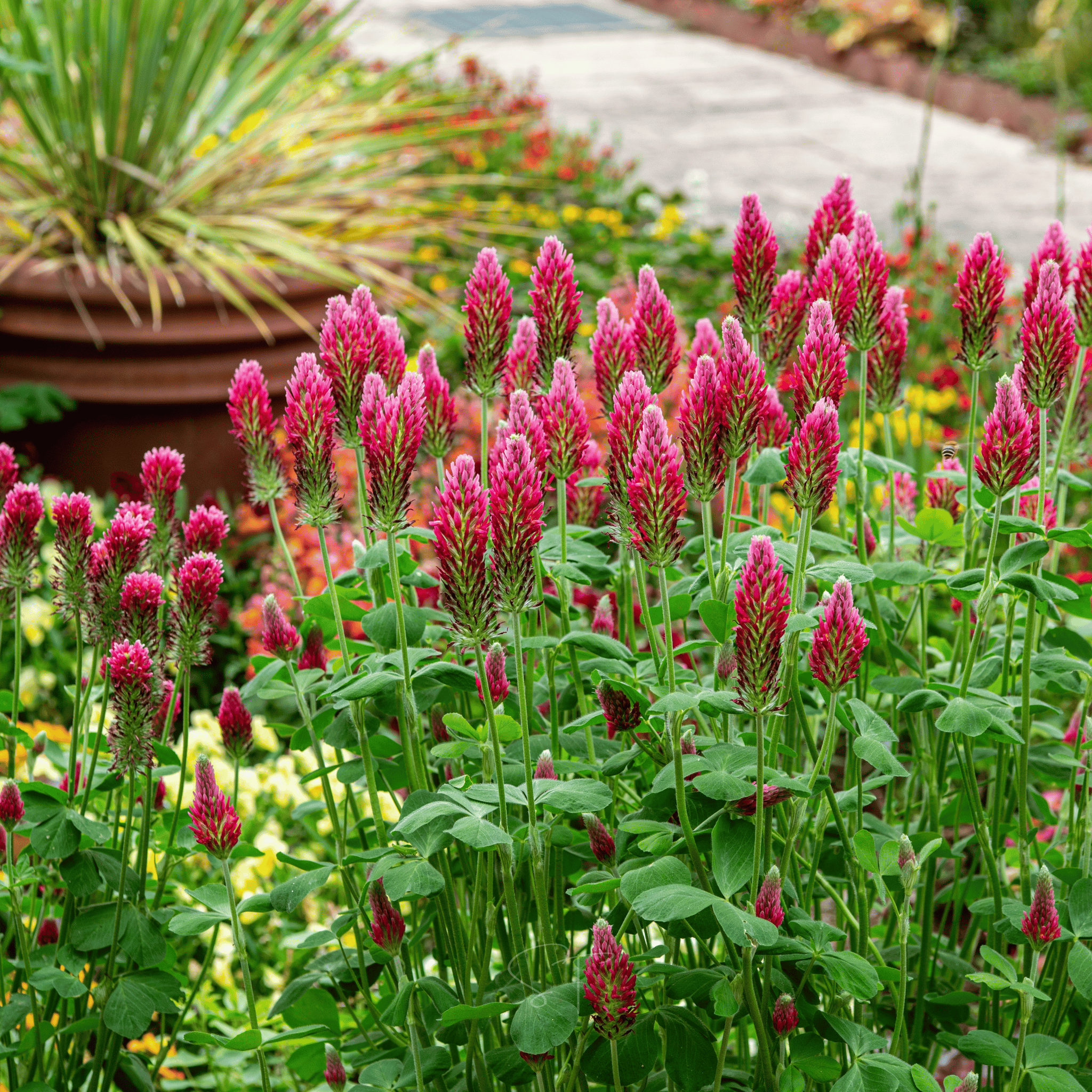 Crimson “Dixie” Clover – 1,000 Seeds | Seeds | Wiccan Center