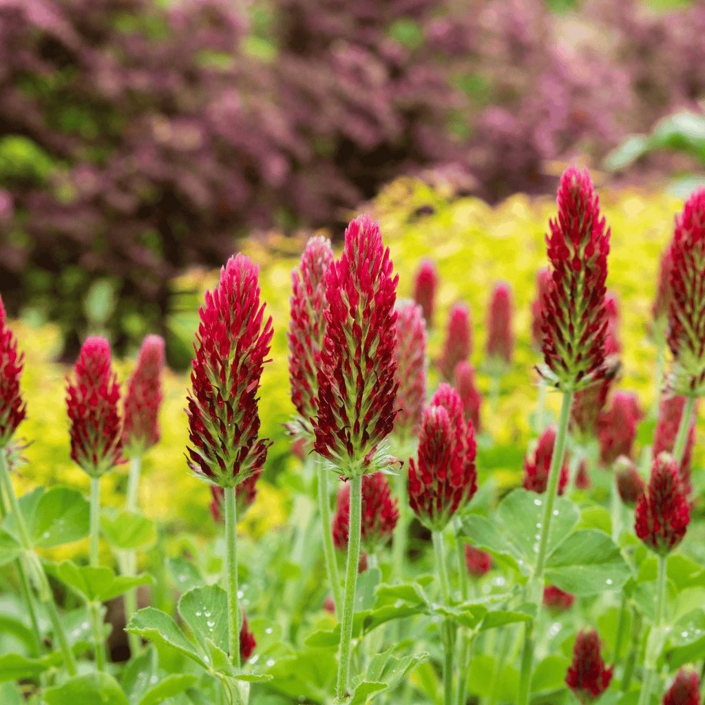 Crimson “Dixie” Clover – 1,000 Seeds | Seeds | Wiccan Center