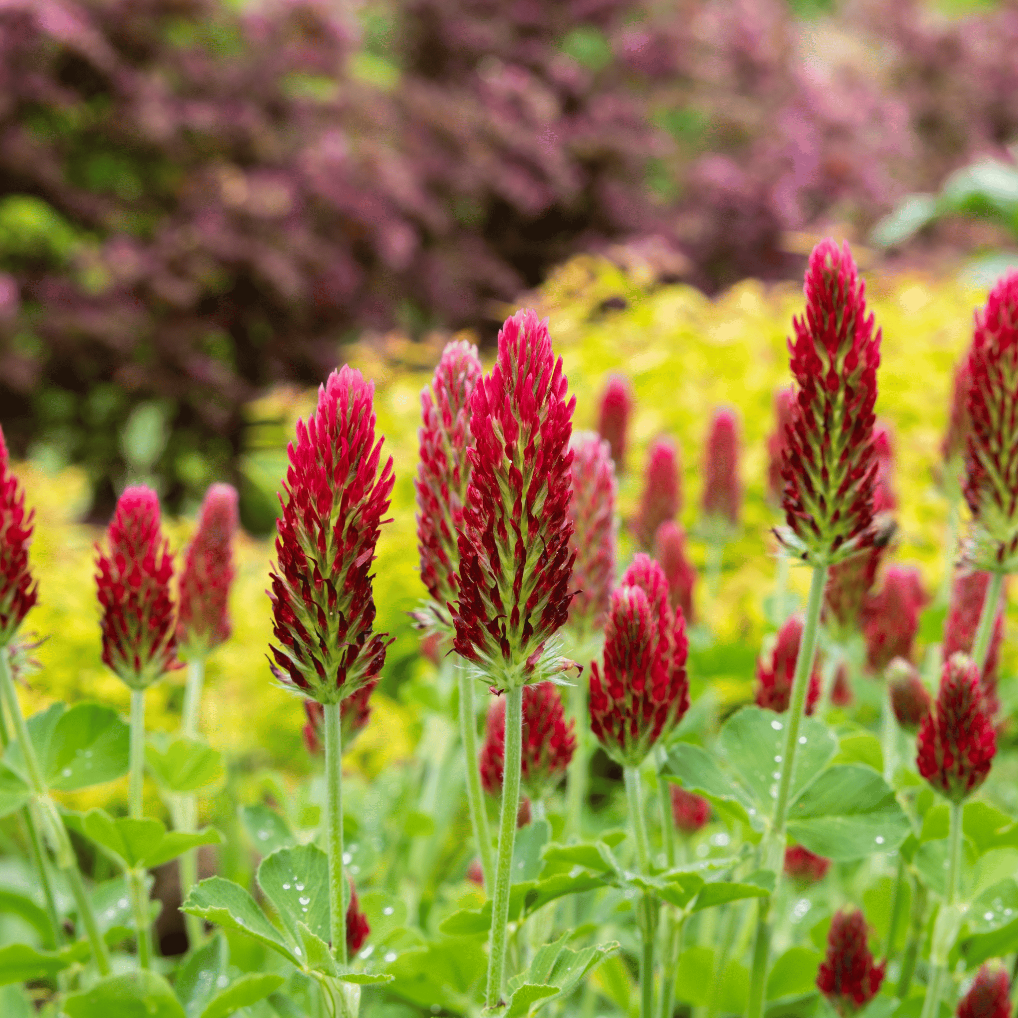 Crimson “Dixie” Clover – 1,000 Seeds | Seeds | Wiccan Center