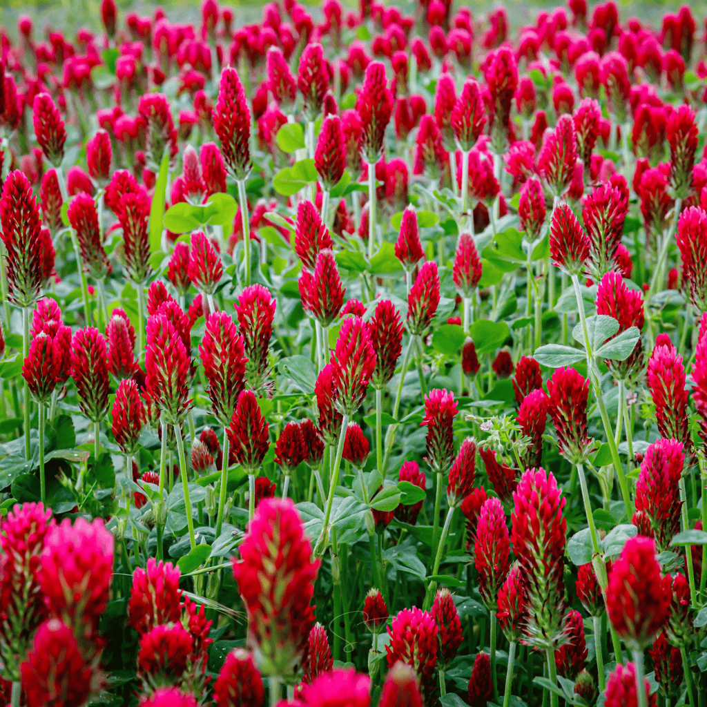 Crimson “Dixie” Clover – 1,000 Seeds | Seeds | Wiccan Center