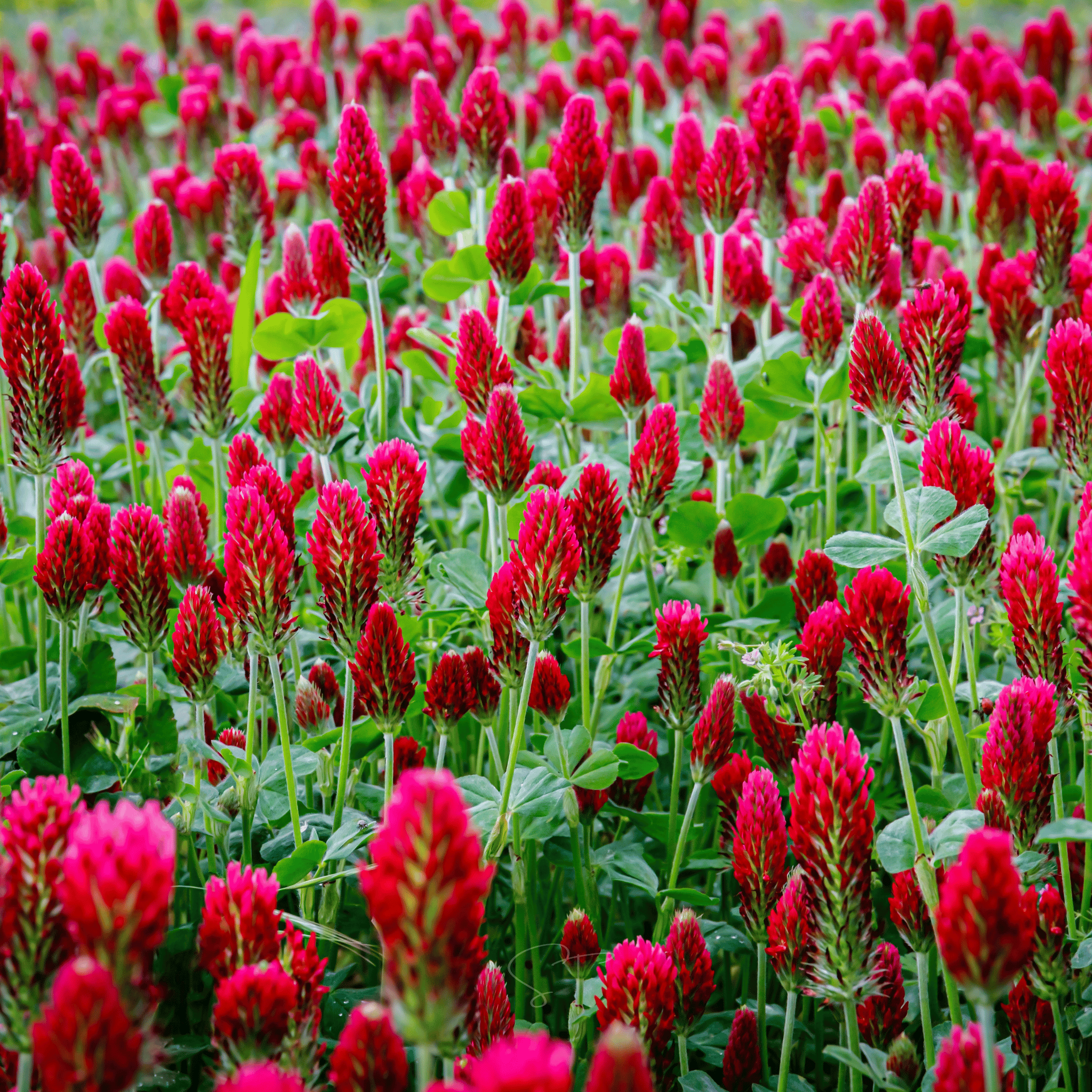 Crimson “Dixie” Clover – 1,000 Seeds | Seeds | Wiccan Center