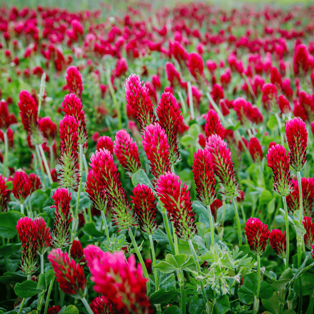 Crimson “Dixie” Clover – 1,000 Seeds | Seeds | Wiccan Center