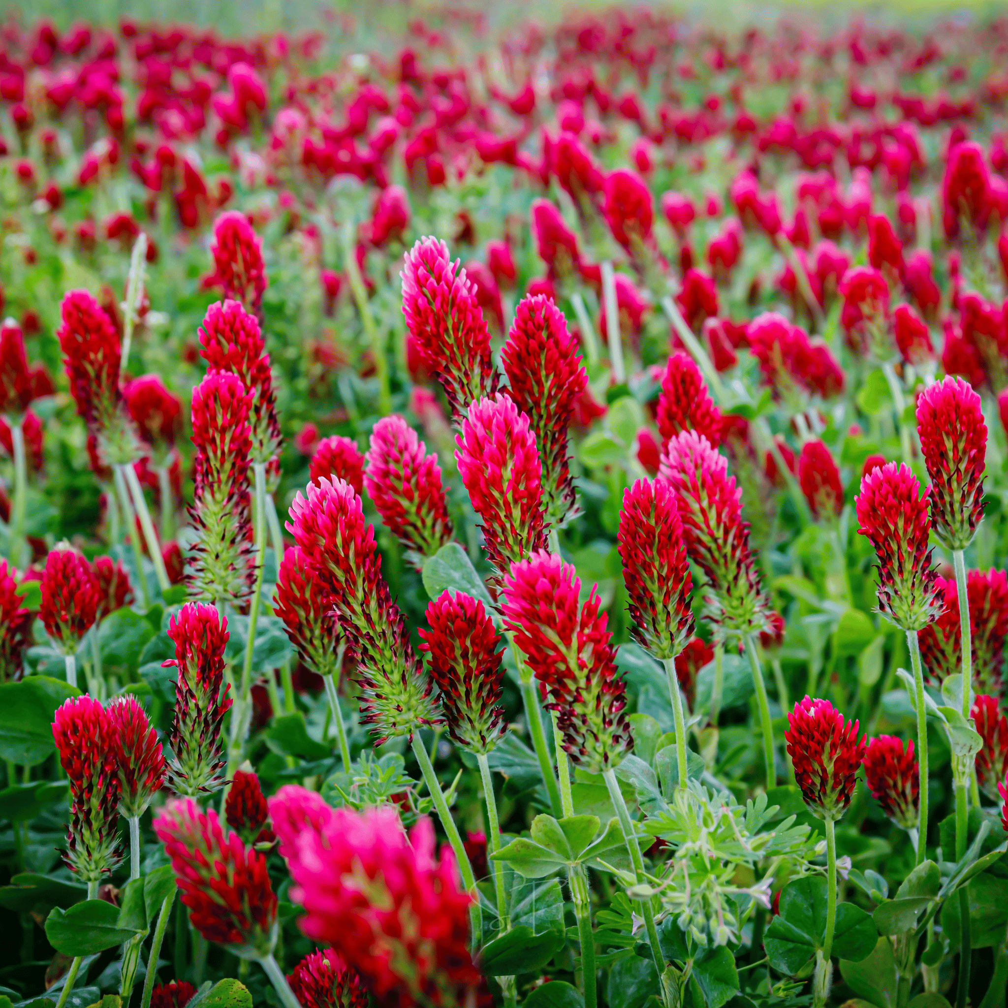Crimson “Dixie” Clover – 1,000 Seeds | Seeds | Wiccan Center