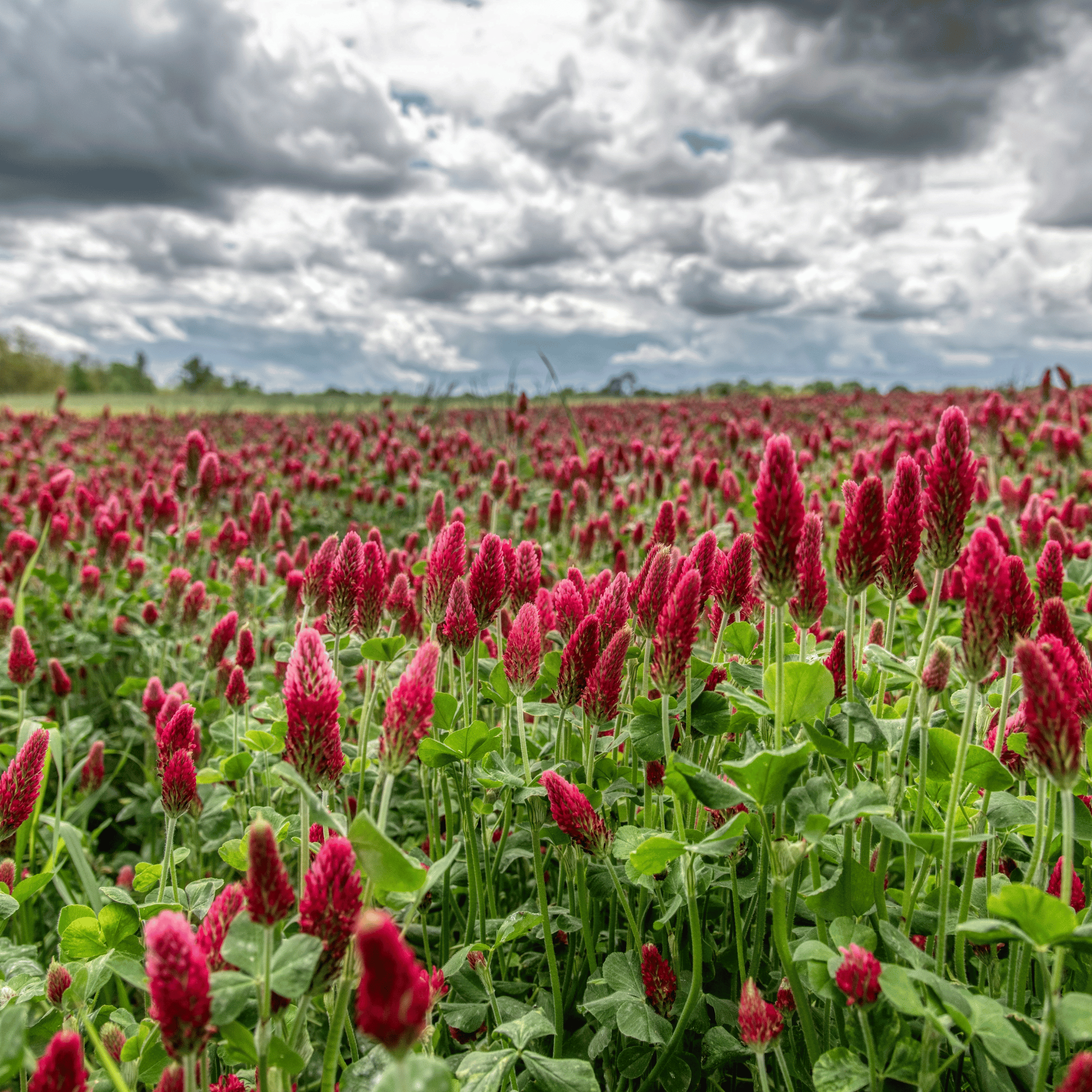 Crimson “Dixie” Clover – 1,000 Seeds | Seeds | Wiccan Center