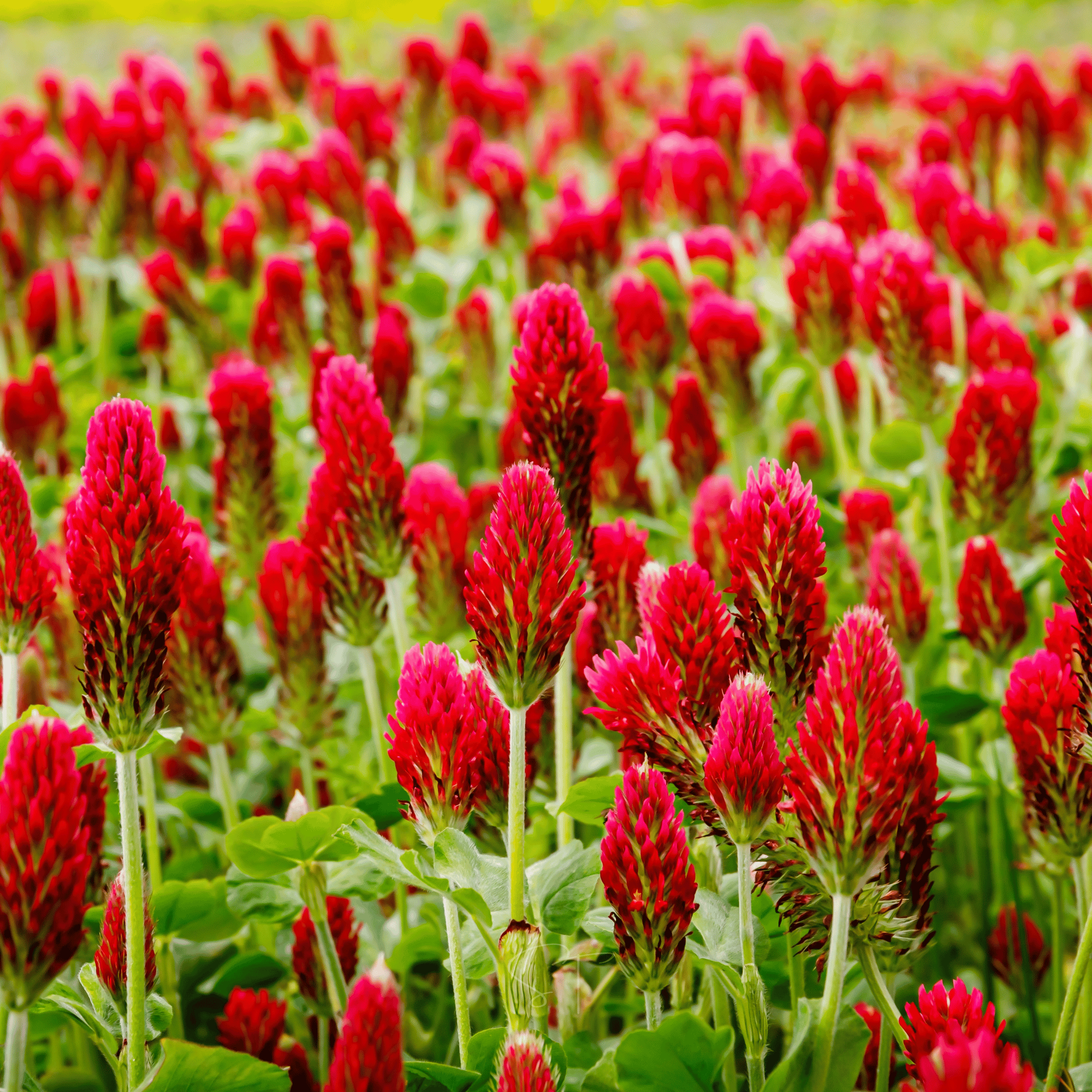 Crimson “Dixie” Clover – 1,000 Seeds | Seeds | Wiccan Center