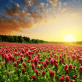 Crimson “Dixie” Clover – 1,000 Seeds | Seeds | Wiccan Center