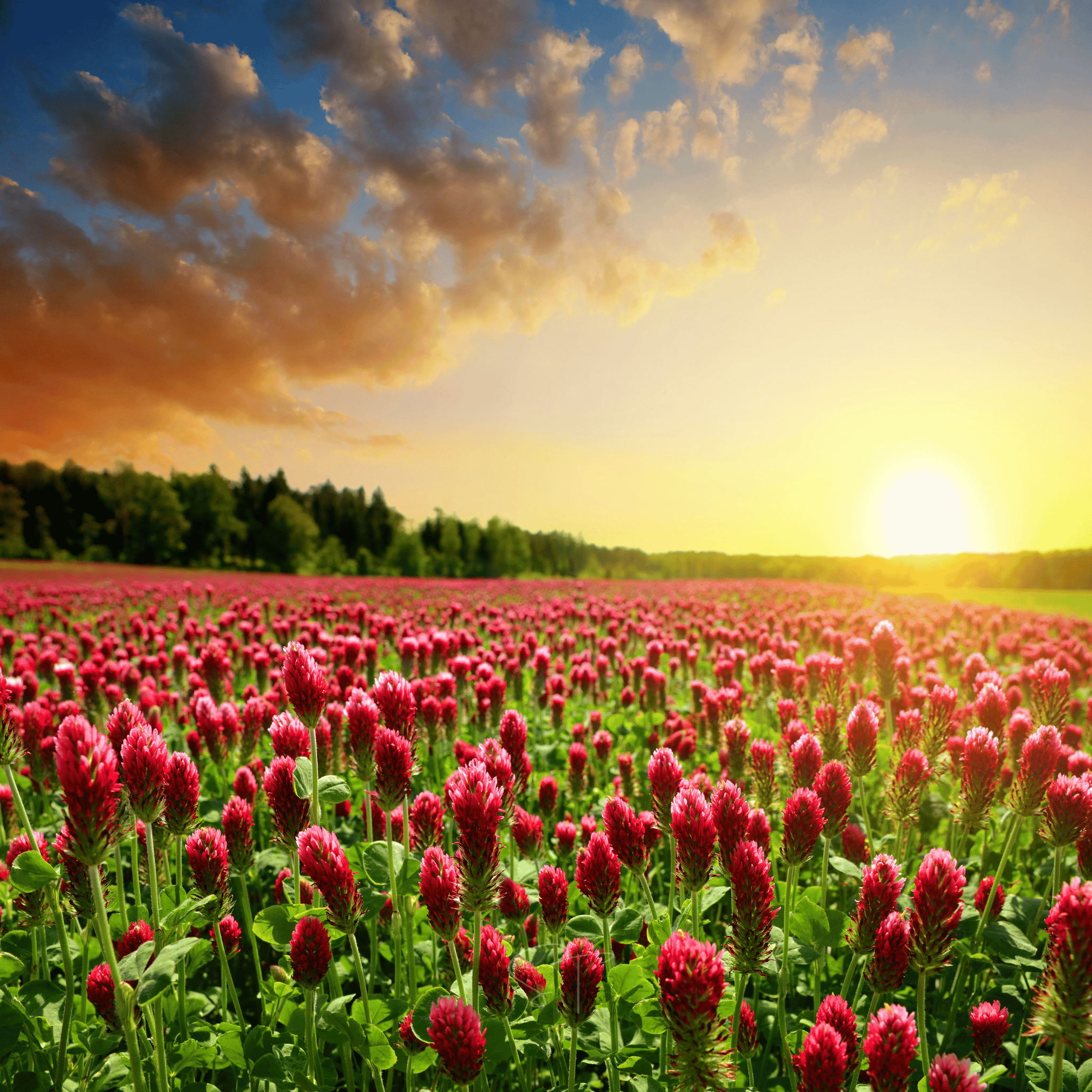 Crimson “Dixie” Clover – 1,000 Seeds | Seeds | Wiccan Center