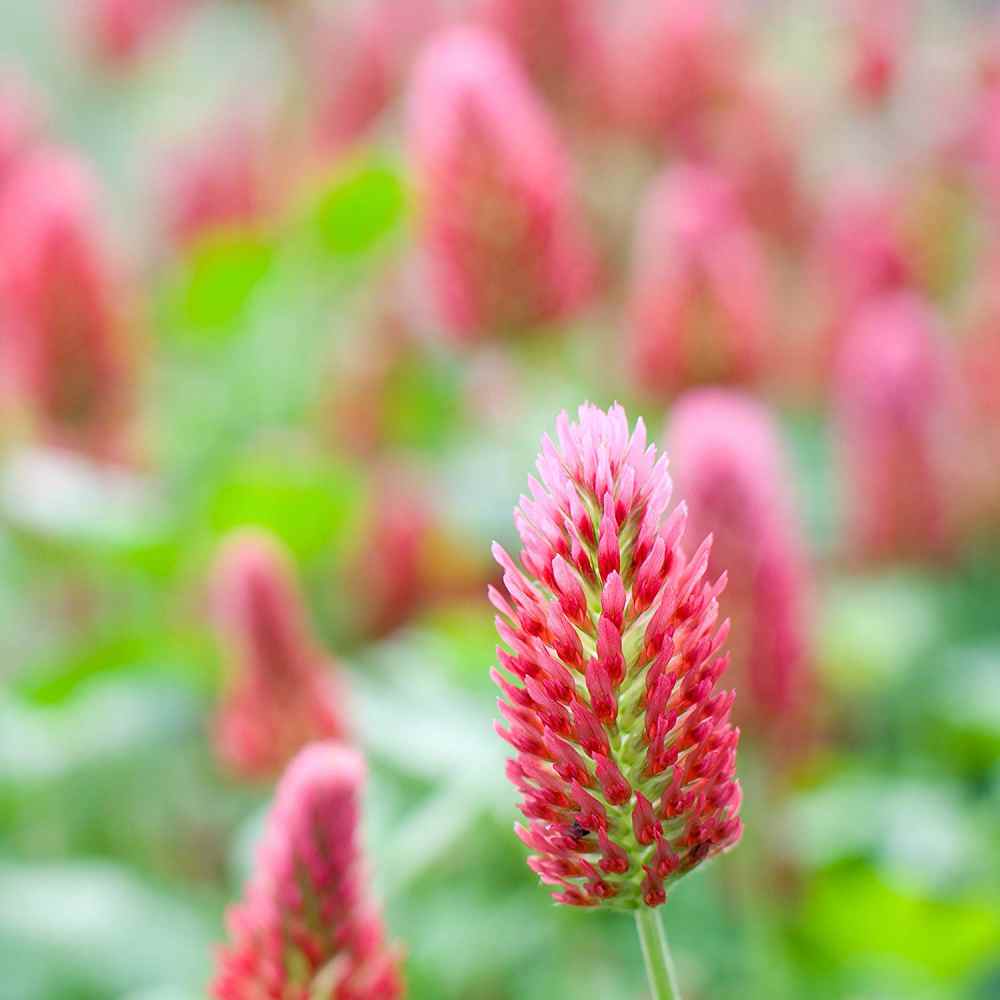 Crimson Clover, Over & Over (Trifolium Incarnatum) Seed | | Wiccan Center