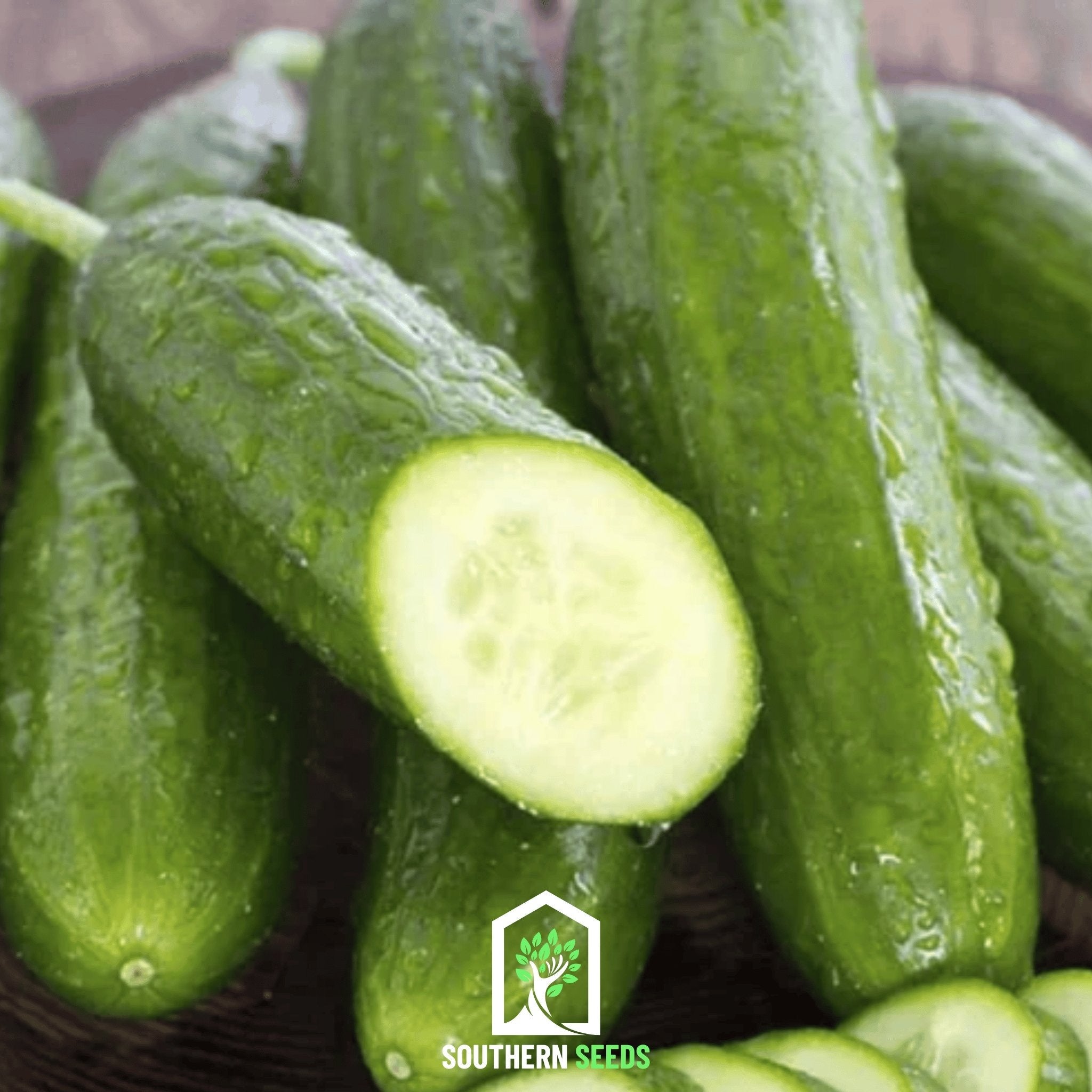 Beit Alpha Cucumber – 30 Seeds | Seeds | Wiccan Center