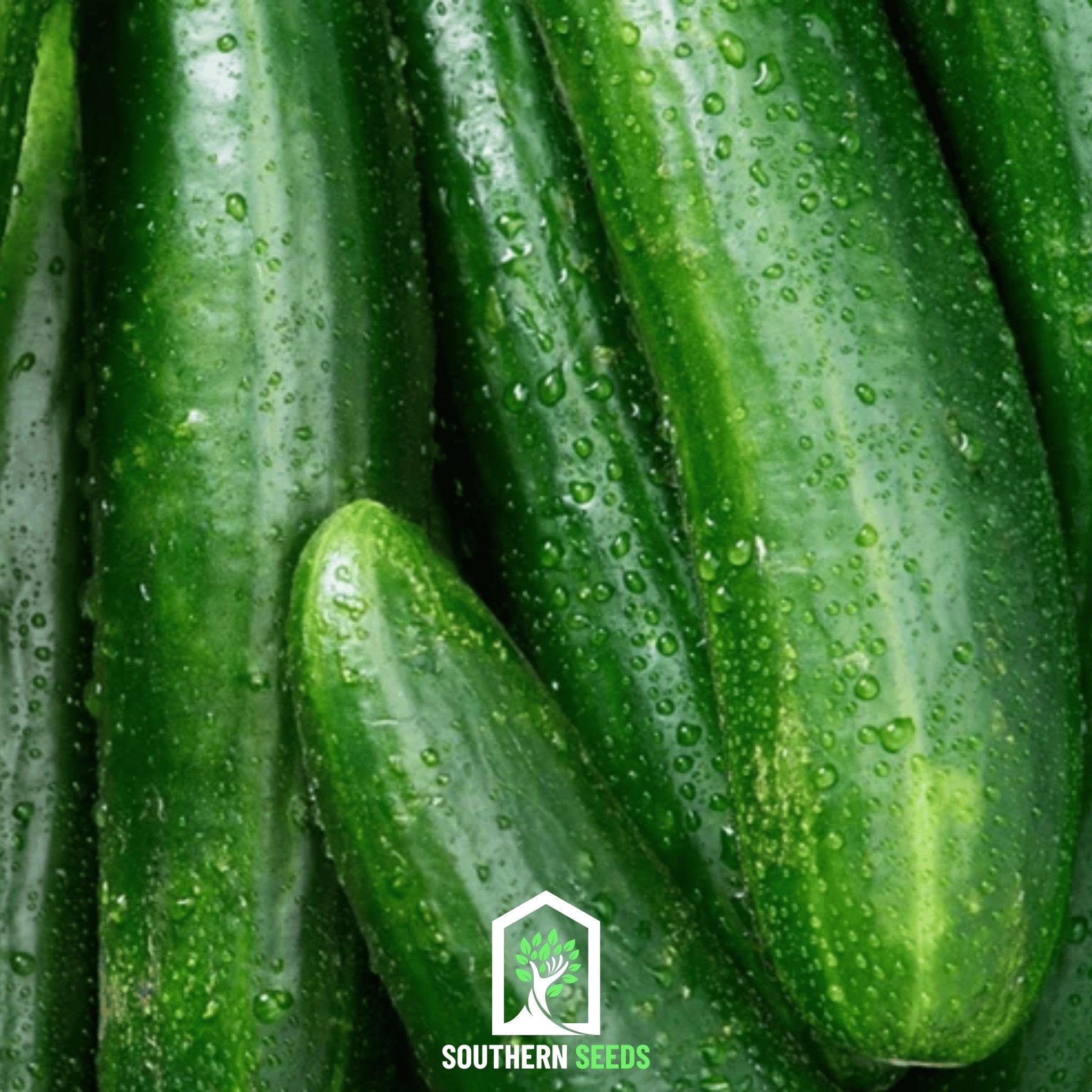 Beit Alpha Cucumber – 30 Seeds | Seeds | Wiccan Center