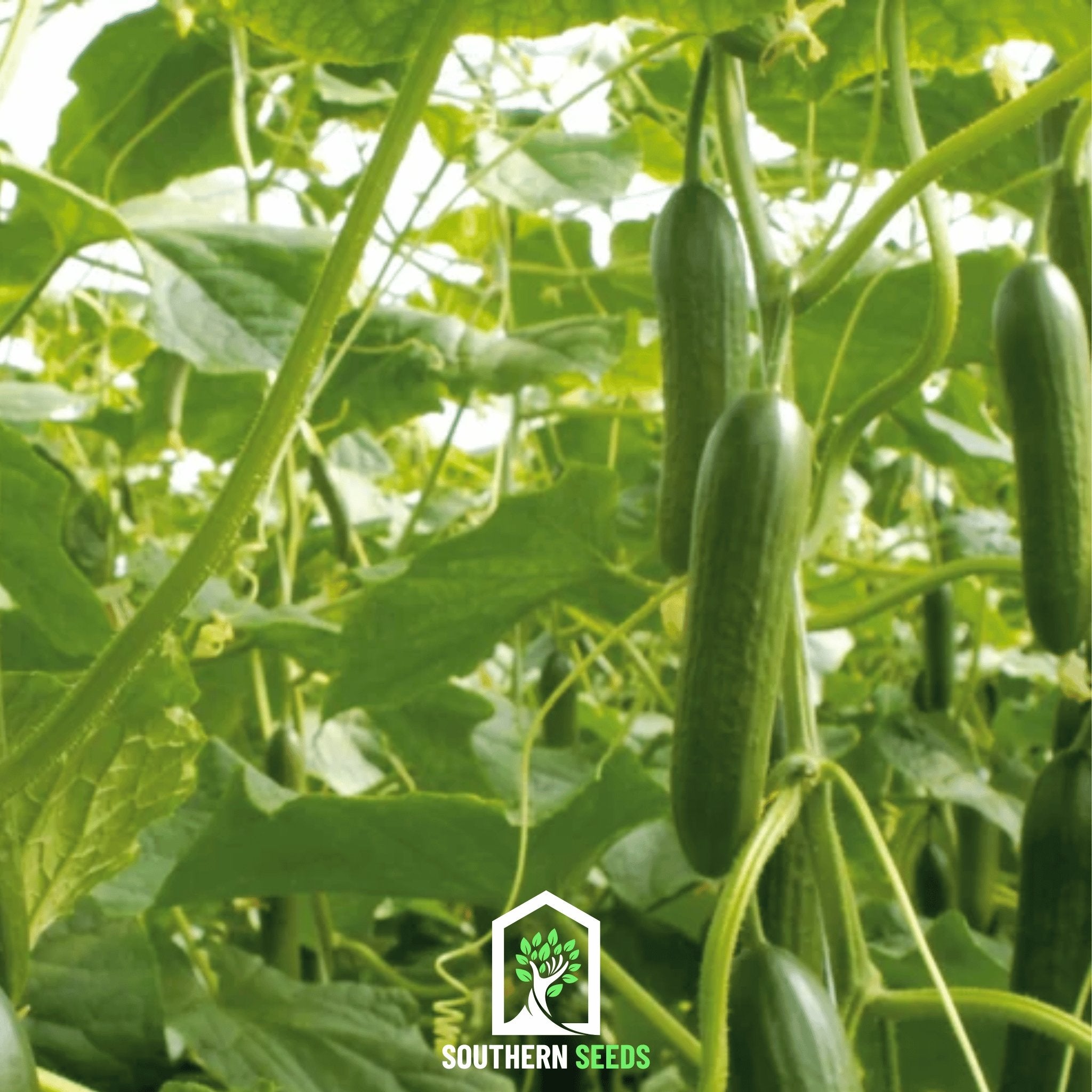 Beit Alpha Cucumber – 30 Seeds | Seeds | Wiccan Center