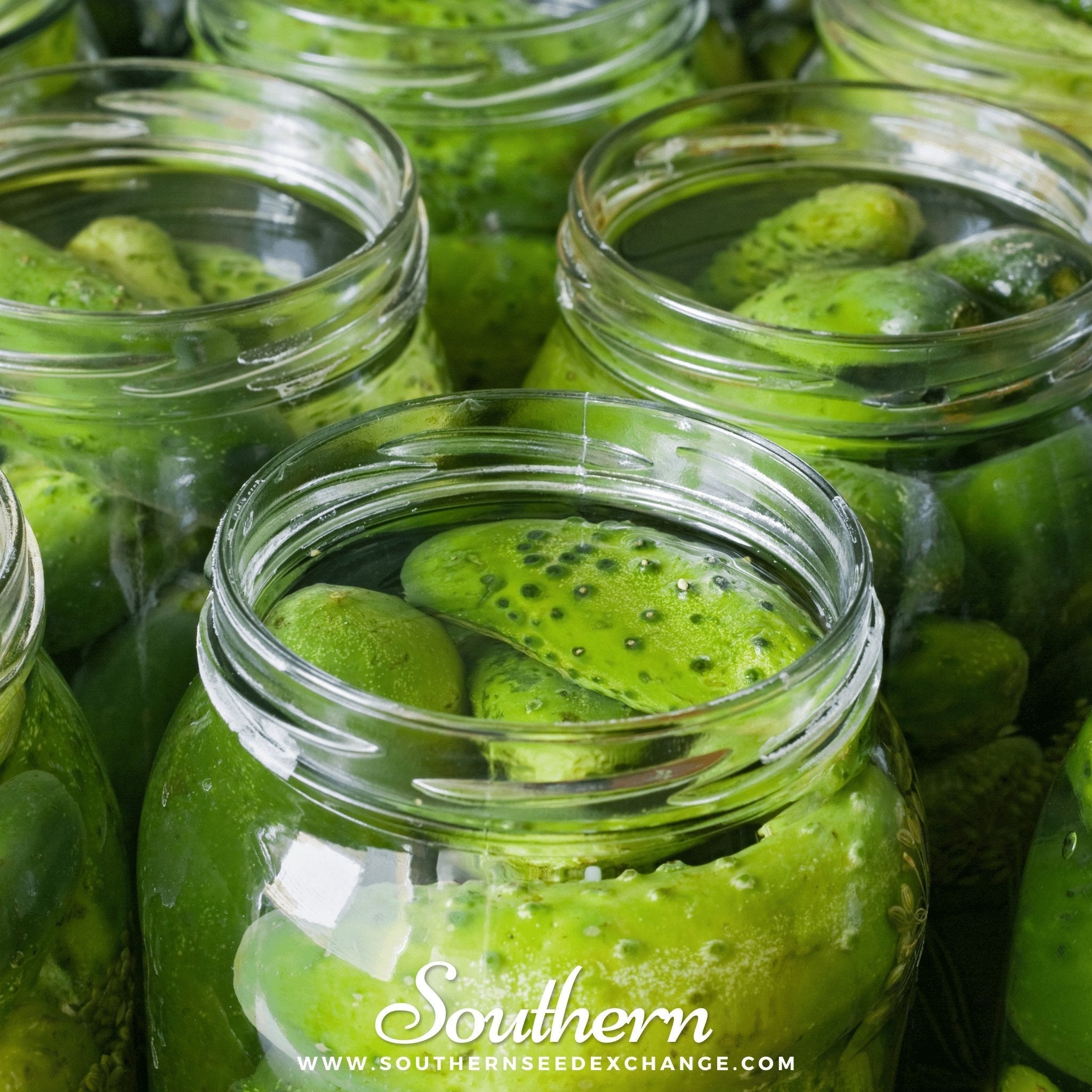 Boston Pickling Cucumber – 30 Seeds | | Wiccan Center