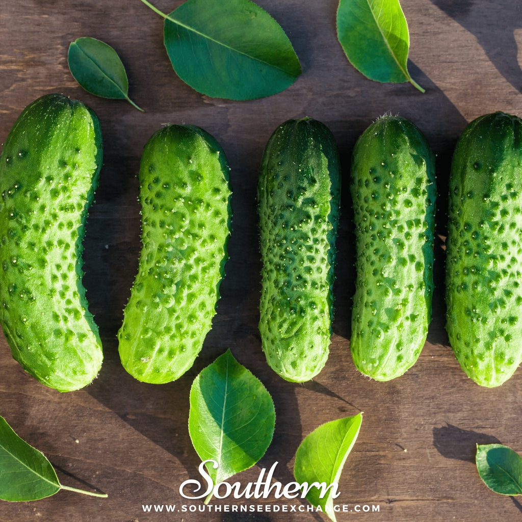 Boston Pickling Cucumber – 30 Seeds | | Wiccan Center