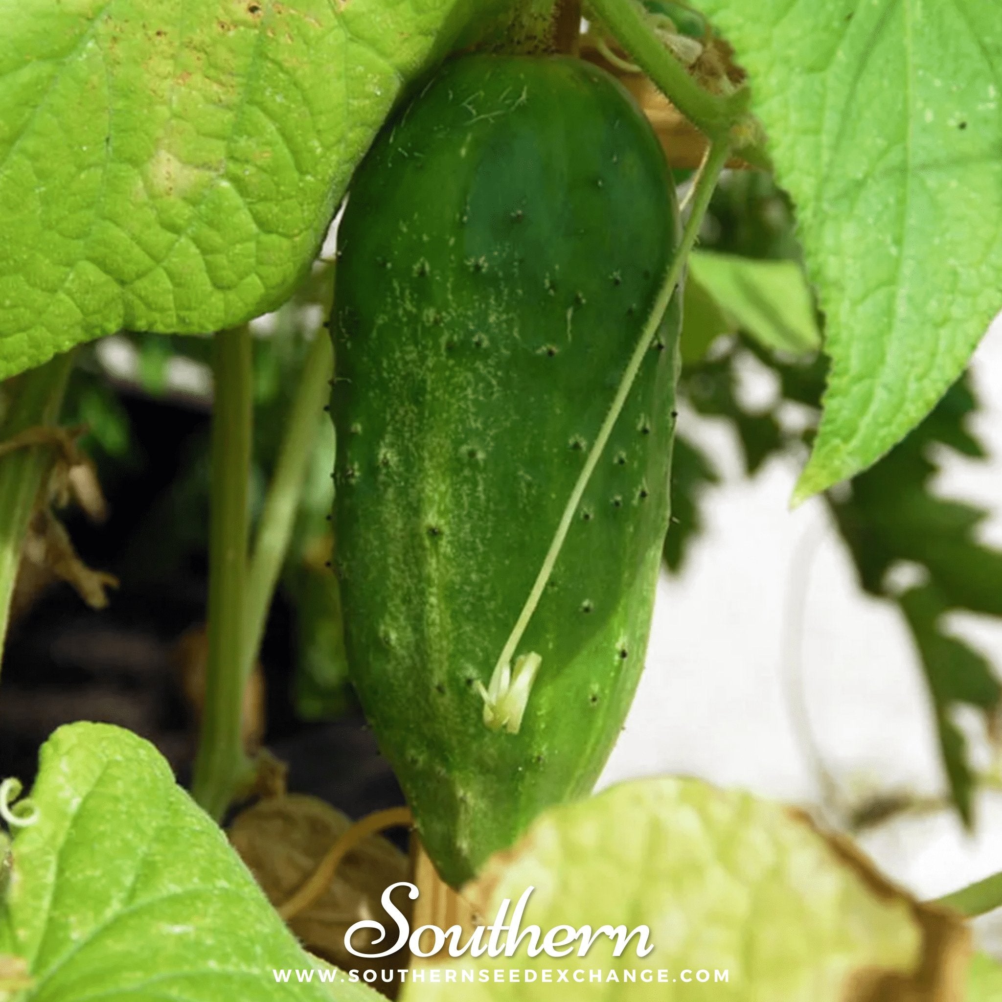 Boston Pickling Cucumber – 30 Seeds | | Wiccan Center