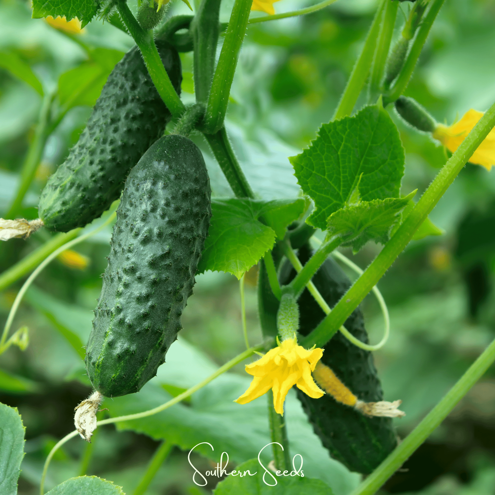 H-19 Little Leaf Cucumber – 30 Seeds | Seeds | Wiccan Center