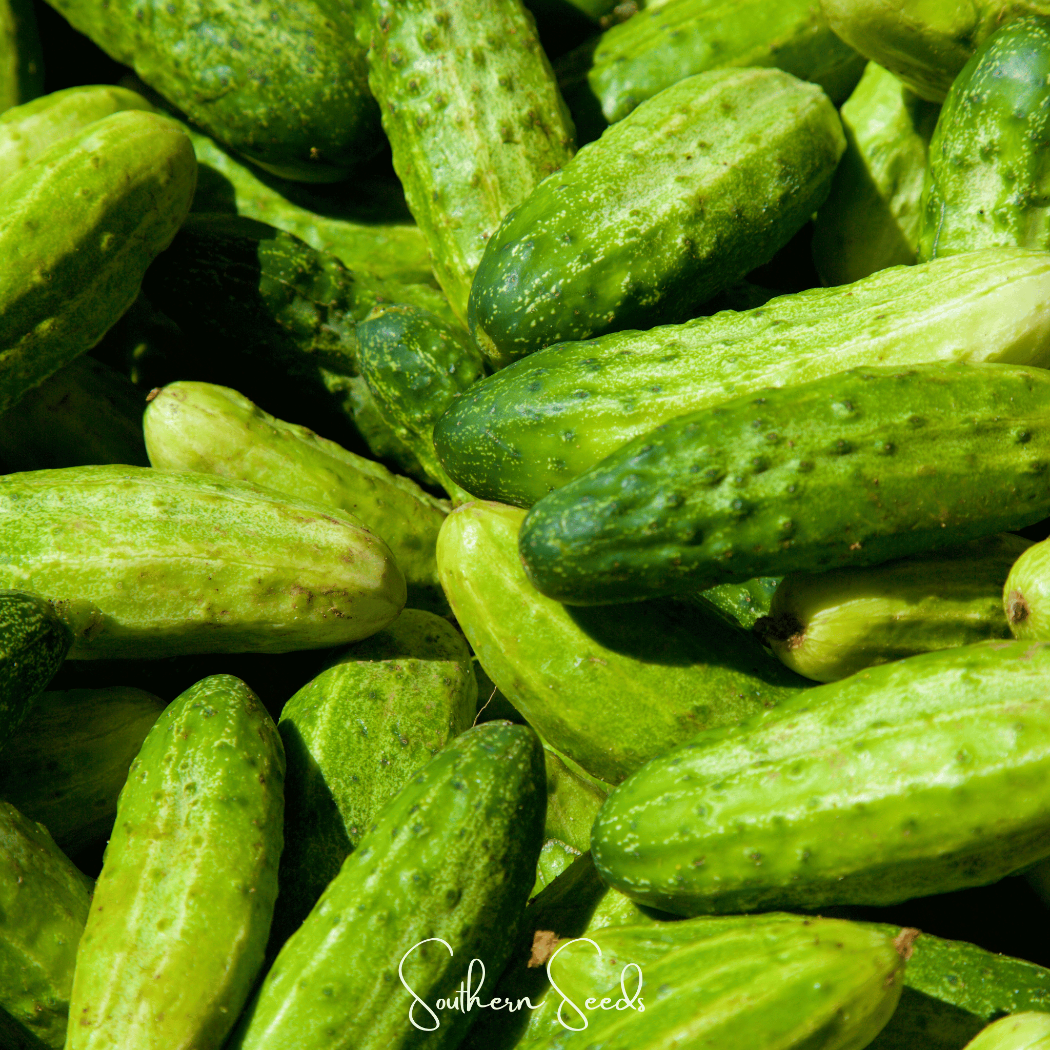 H-19 Little Leaf Cucumber – 30 Seeds | Seeds | Wiccan Center