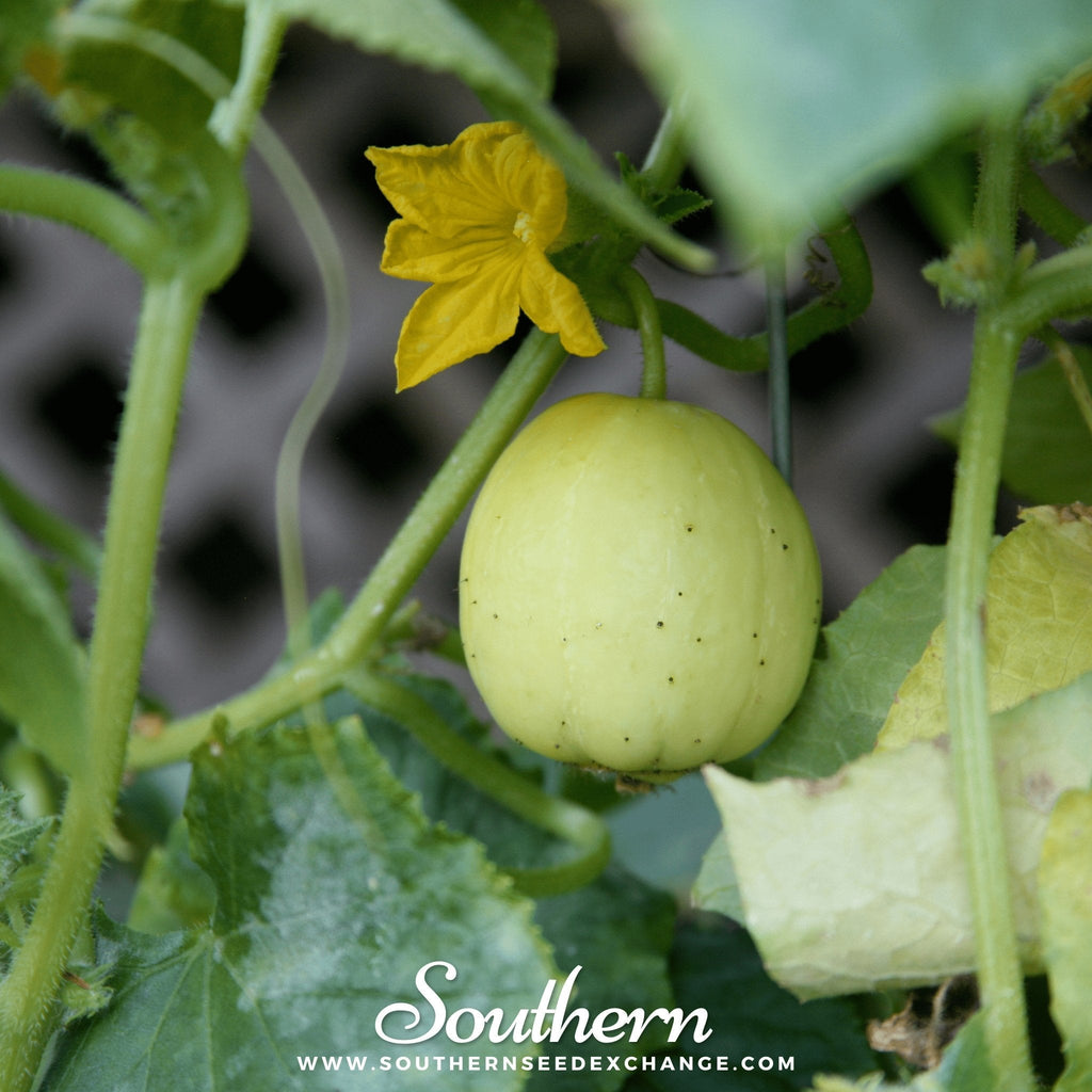 Lemon Cucumber – 30 Seeds | | Wiccan Center