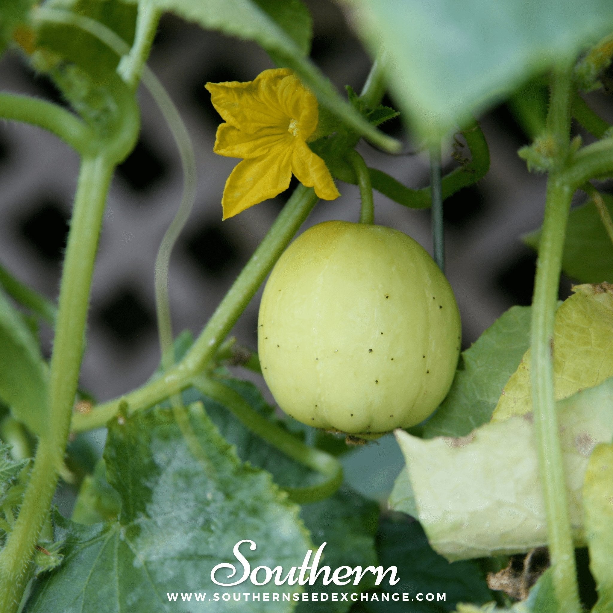 Lemon Cucumber – 30 Seeds | | Wiccan Center