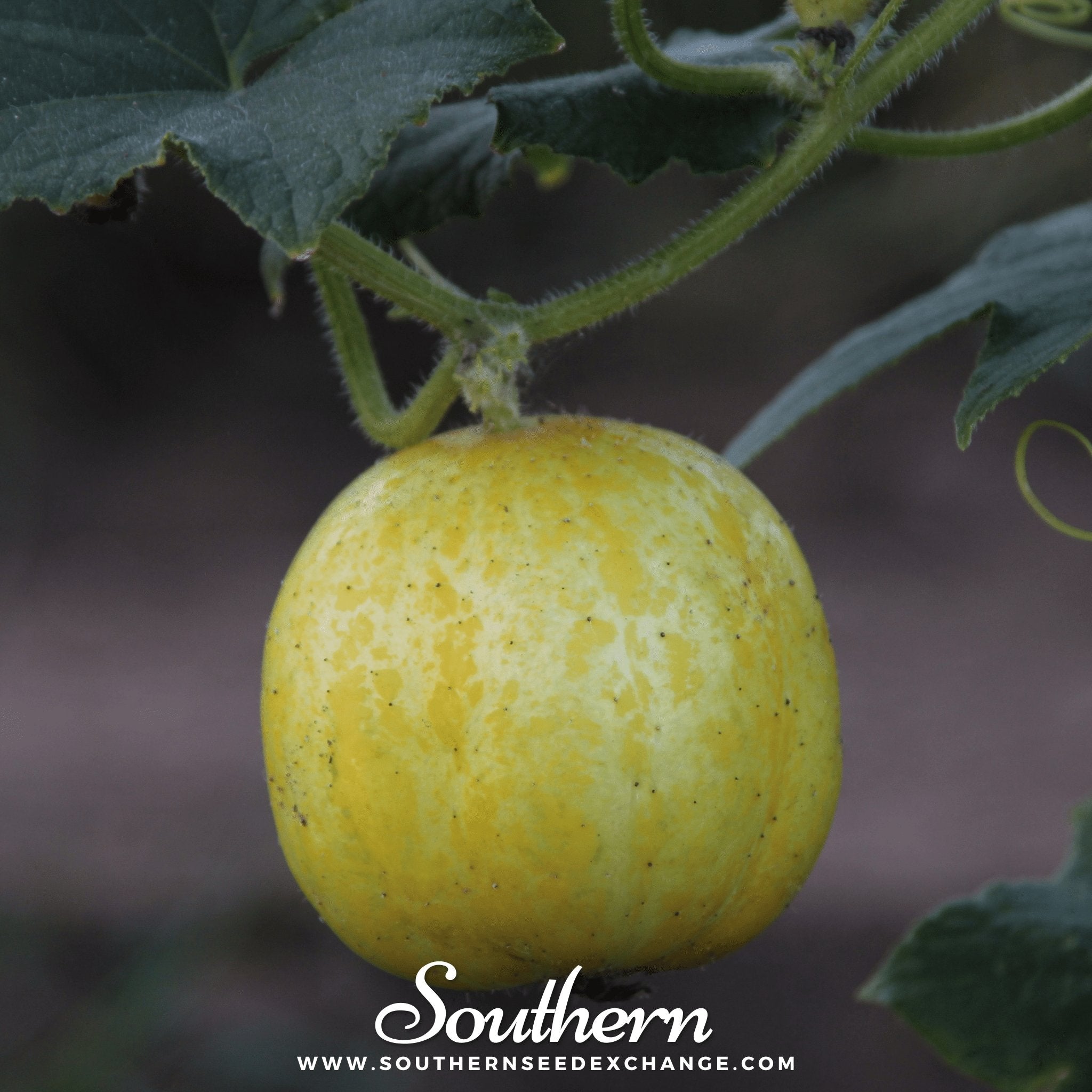 Lemon Cucumber – 30 Seeds | | Wiccan Center