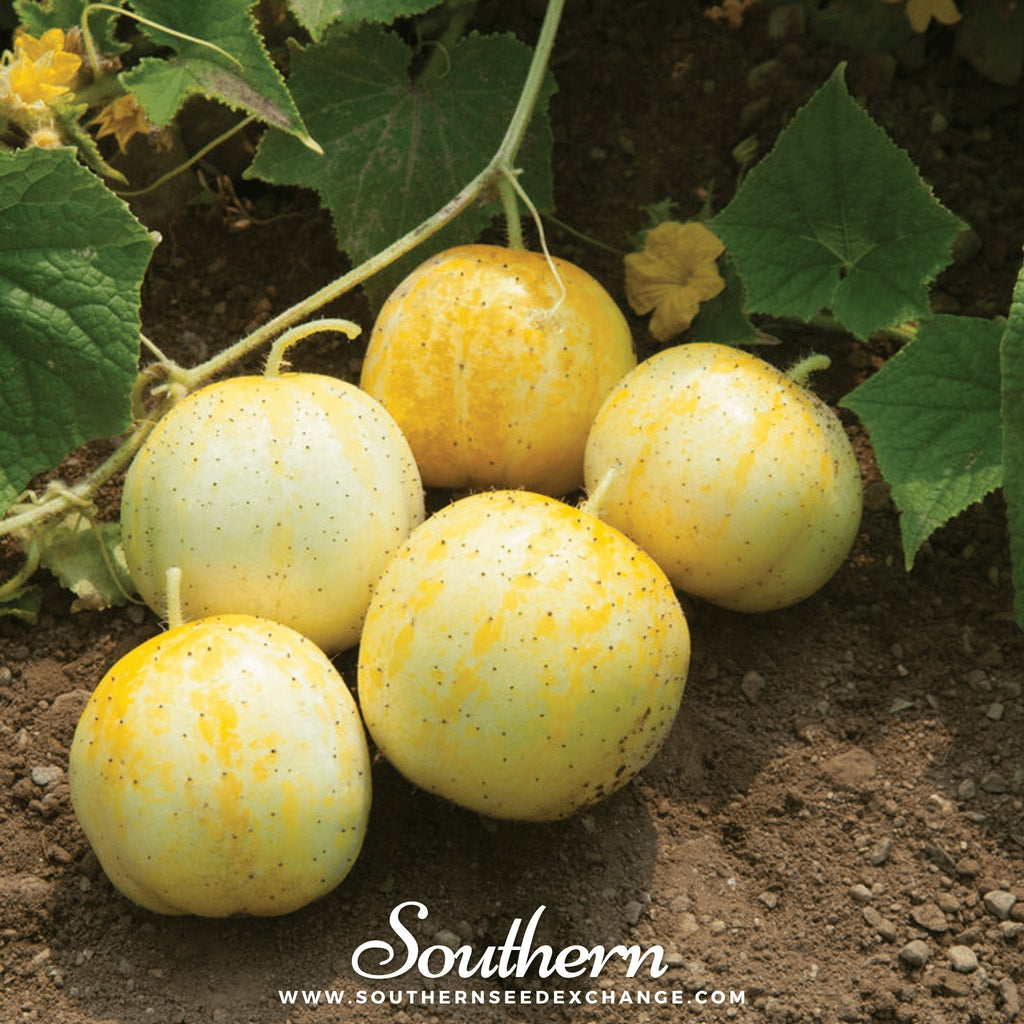 Lemon Cucumber – 30 Seeds | | Wiccan Center