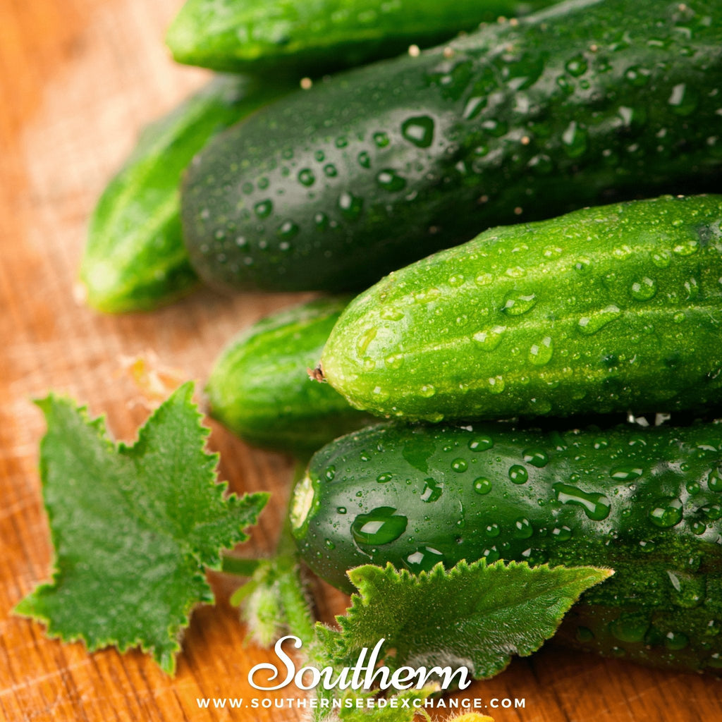 Marketmore 76 Cucumber – 30 Seeds | | Wiccan Center