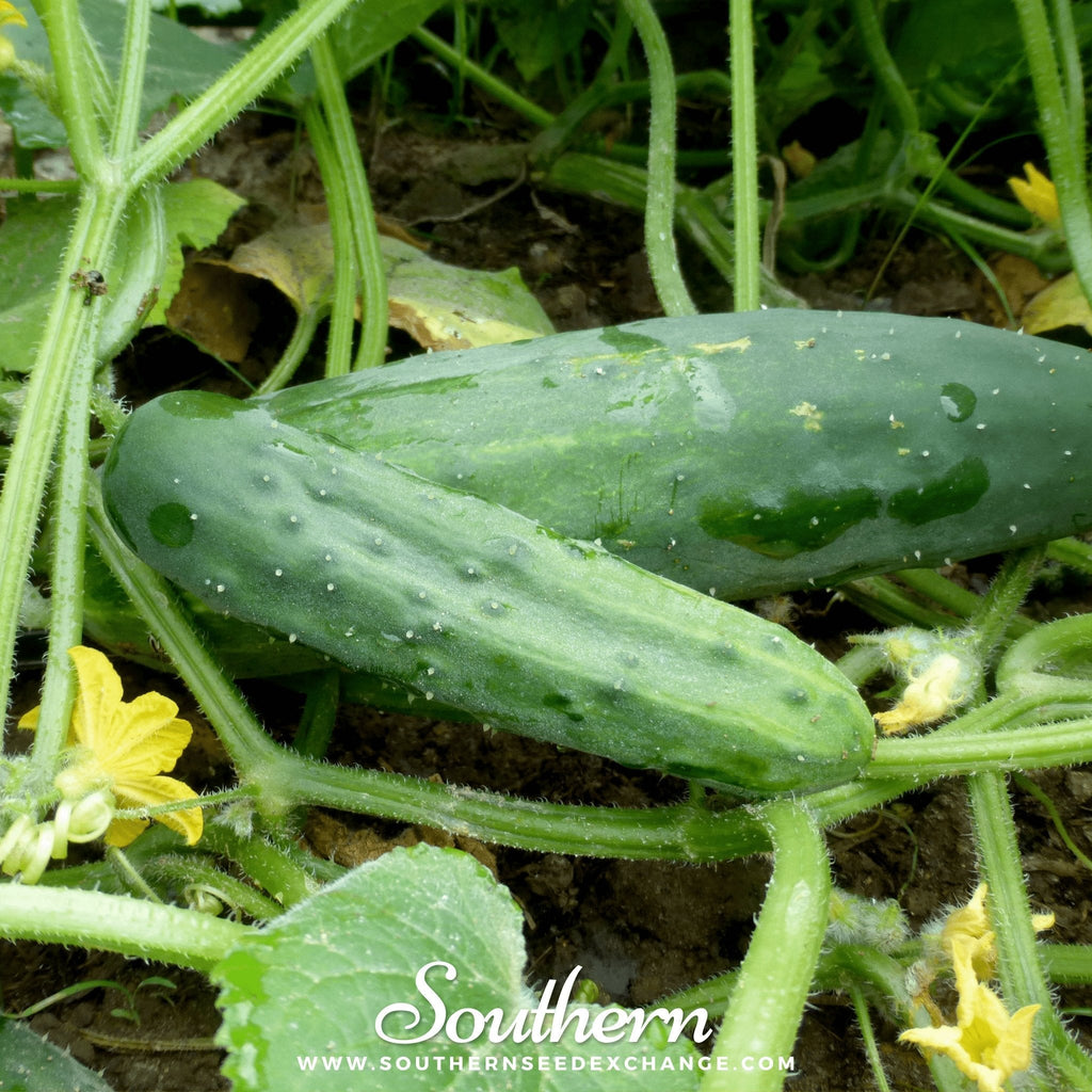 Marketmore 76 Cucumber – 30 Seeds | | Wiccan Center