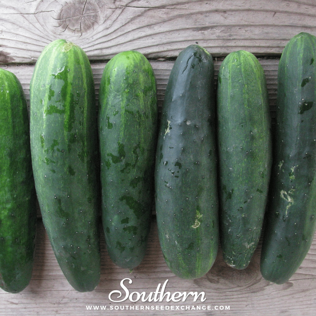 Marketmore 76 Cucumber – 30 Seeds | | Wiccan Center