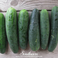 Marketmore 76 Cucumber – 30 Seeds | | Wiccan Center