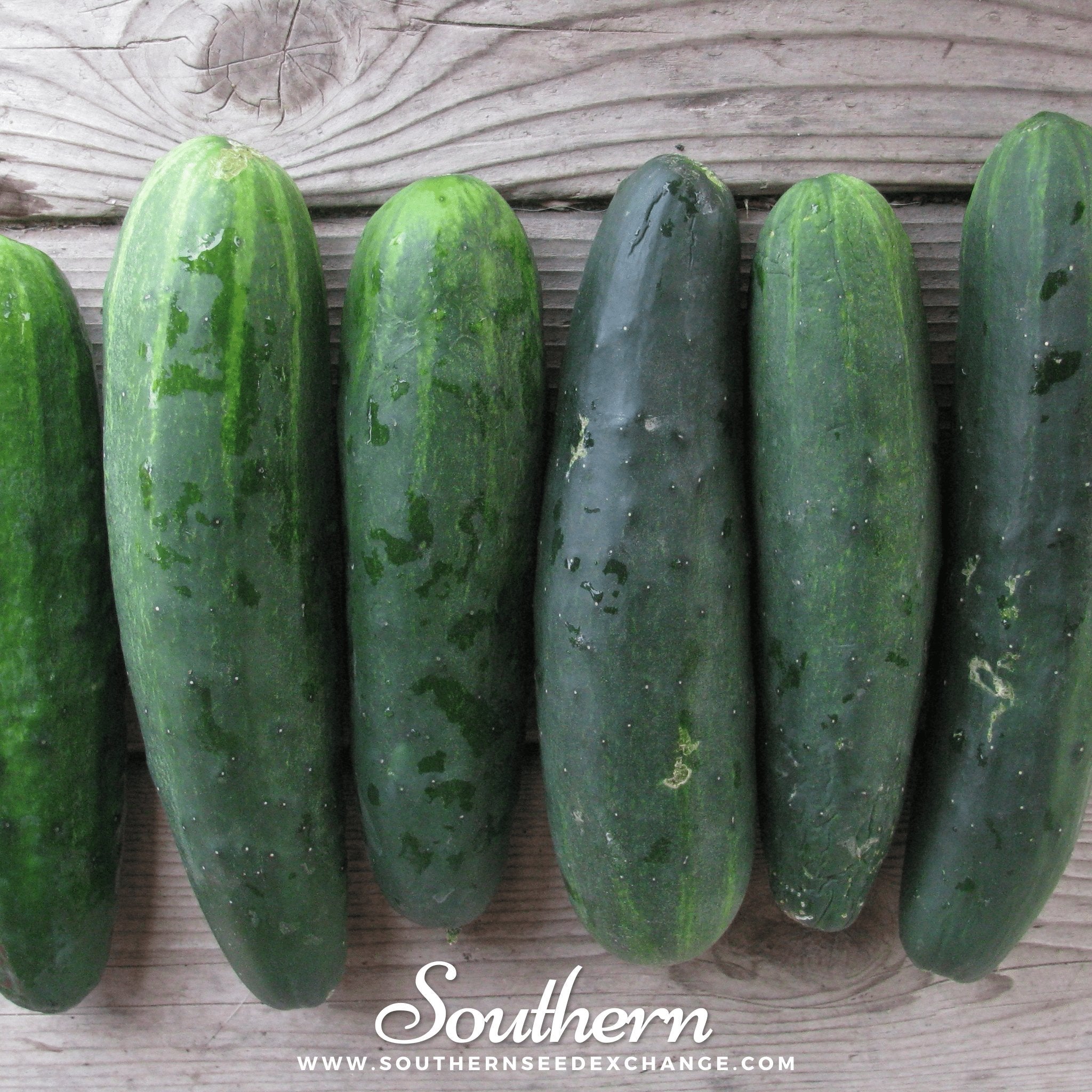 Marketmore 76 Cucumber – 30 Seeds | | Wiccan Center