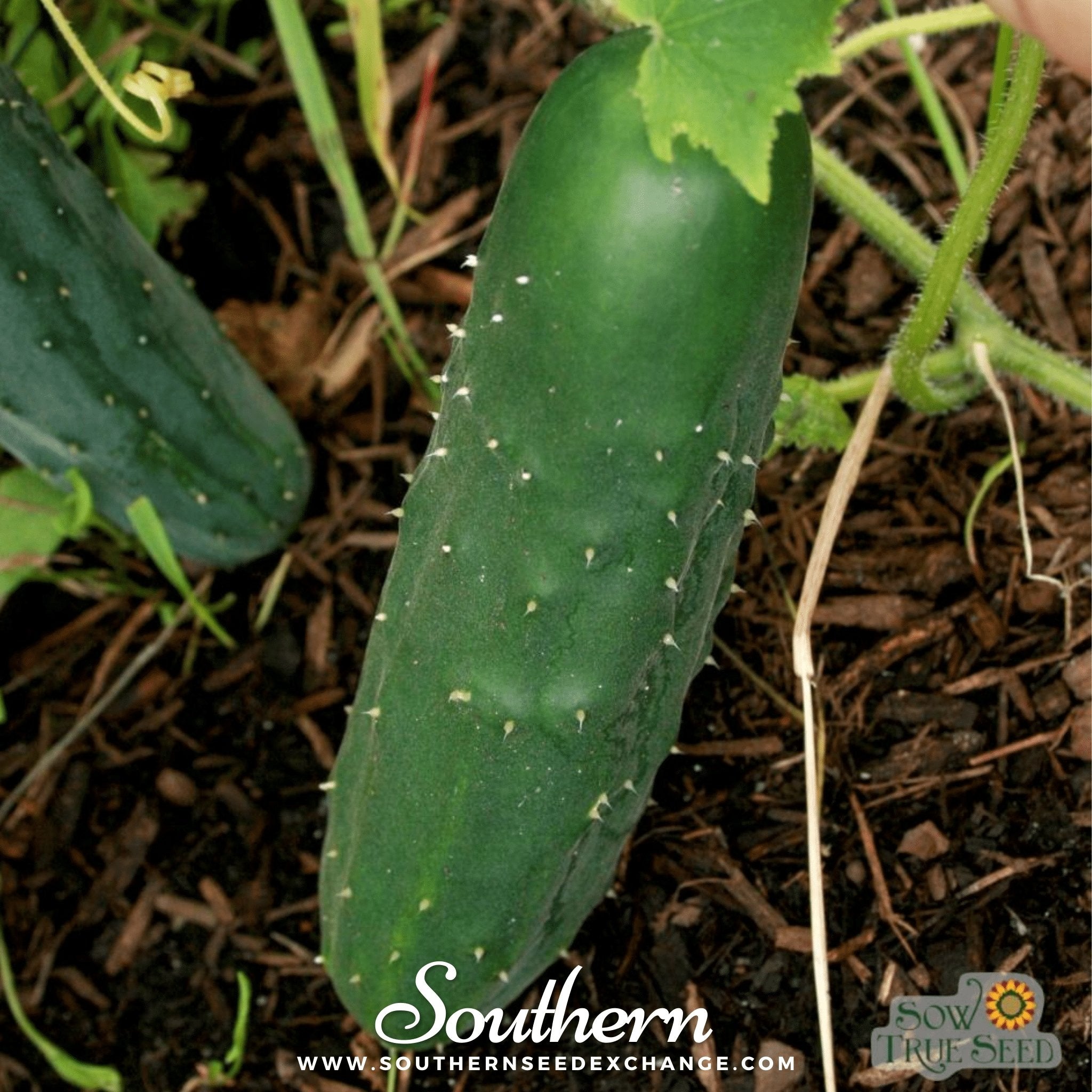 Marketmore 76 Cucumber – 30 Seeds | | Wiccan Center