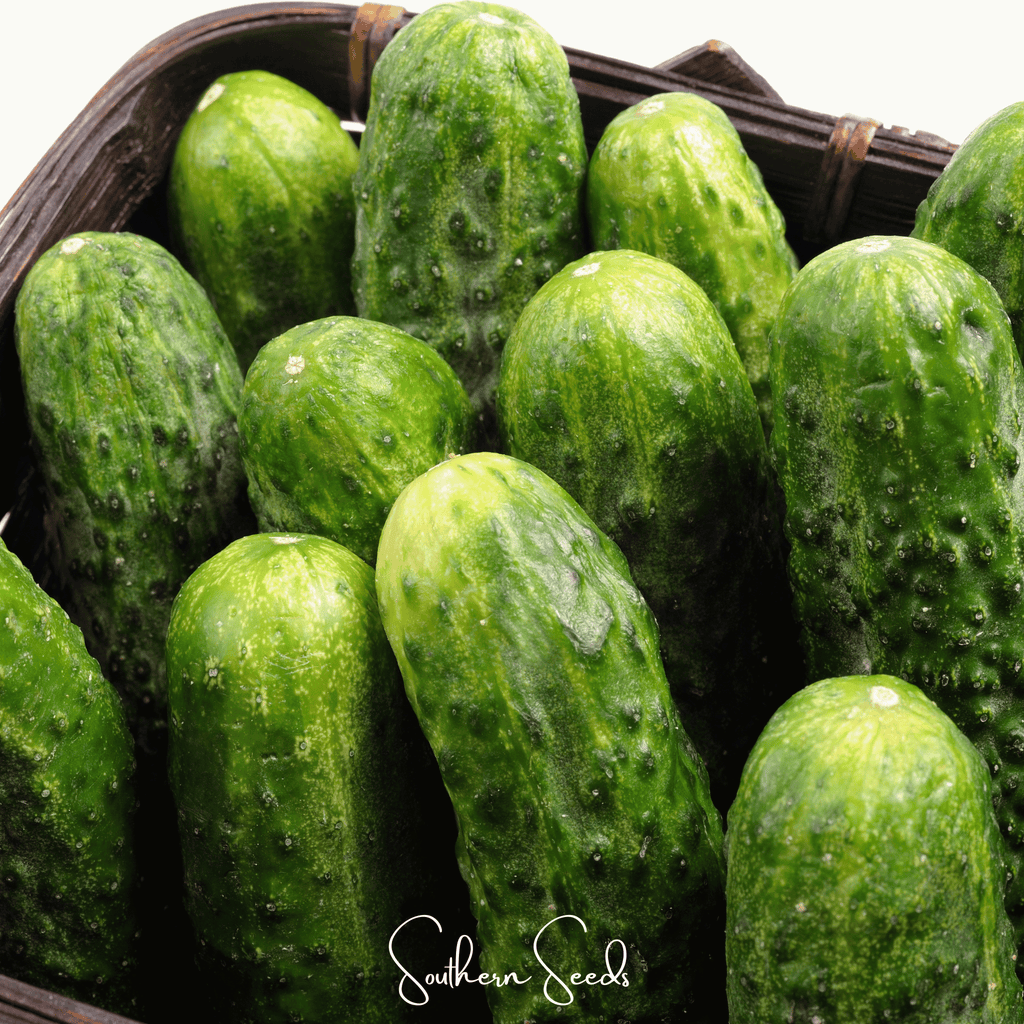 National Pickling Cucumber – 30 Seeds | Seeds | Wiccan Center