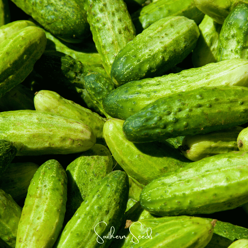 National Pickling Cucumber – 30 Seeds | Seeds | Wiccan Center
