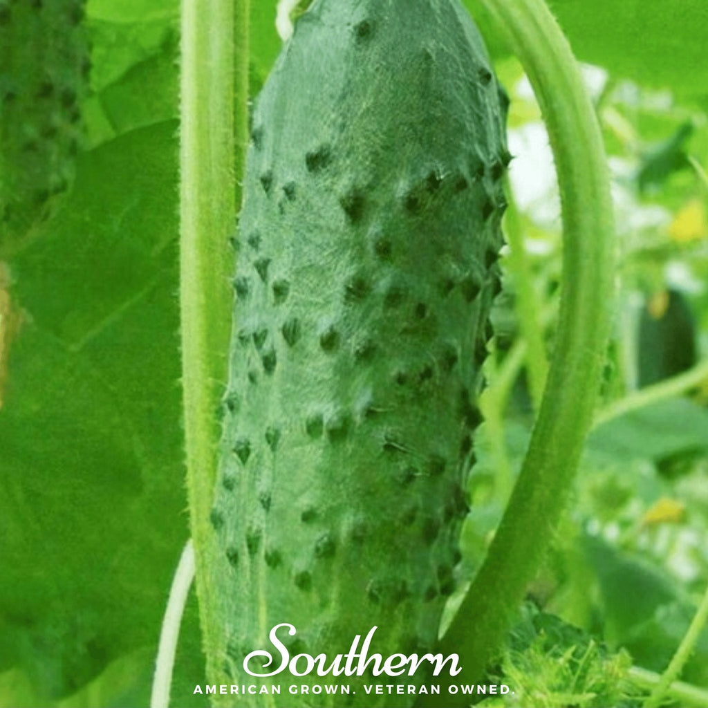 Pioneer Cucumber – 30 Seeds | | Wiccan Center