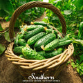 Pioneer Cucumber – 30 Seeds | | Wiccan Center