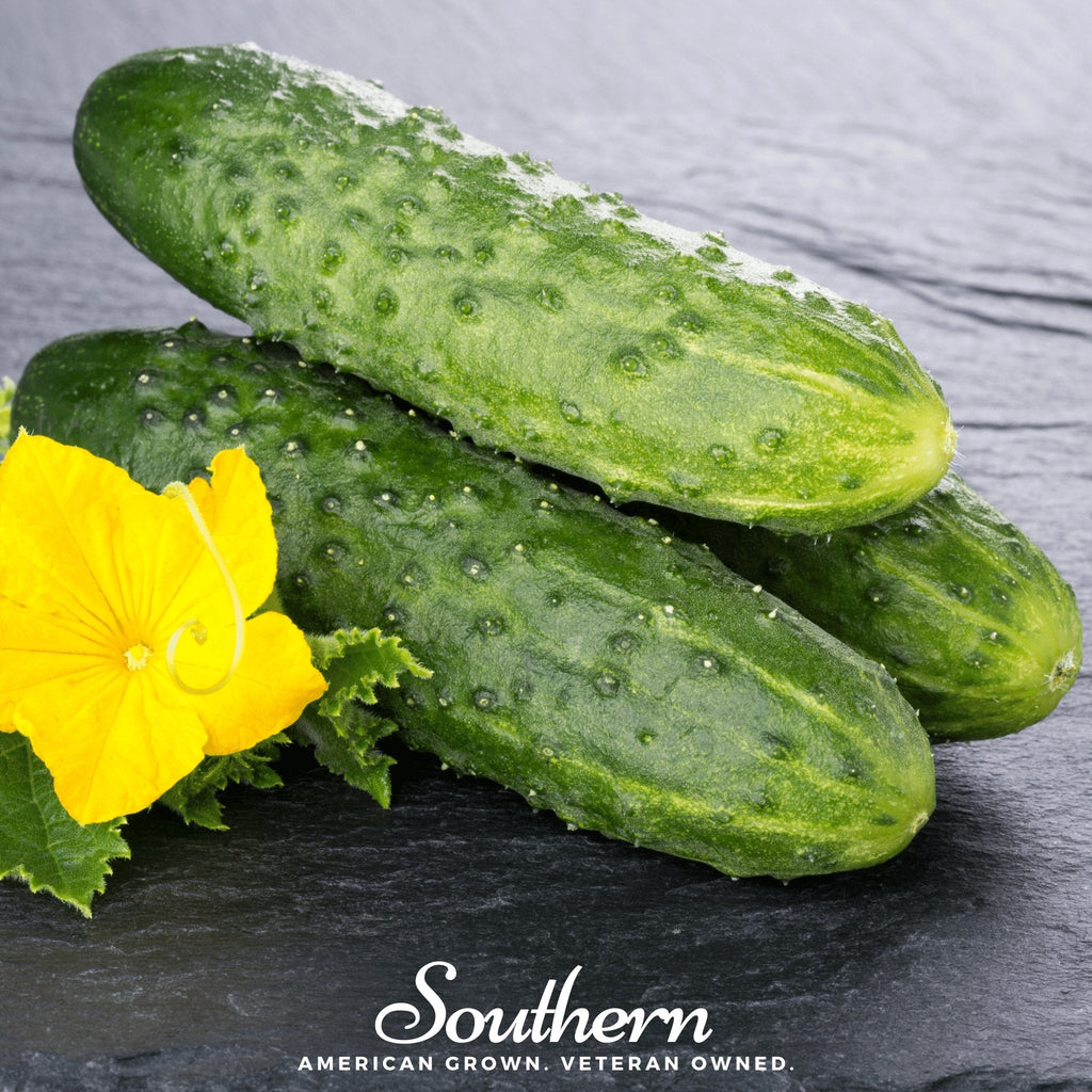 Pioneer Cucumber – 30 Seeds | | Wiccan Center