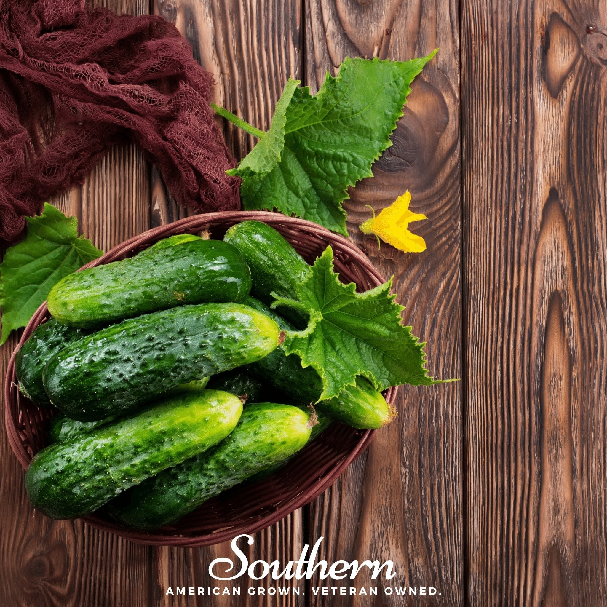 Pioneer Cucumber – 30 Seeds | | Wiccan Center