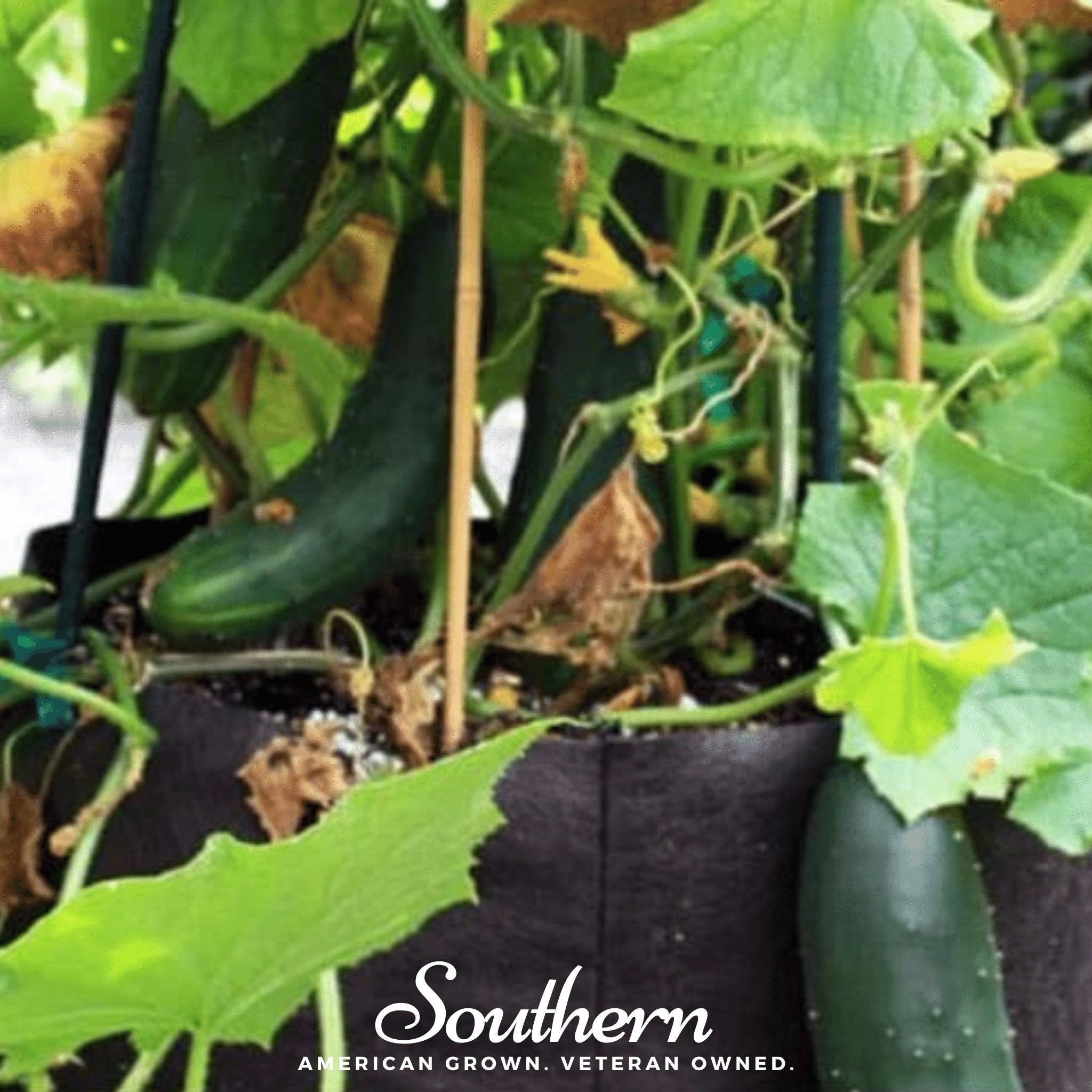 Spacemaster Cucumber – 30 Seeds | | Wiccan Center
