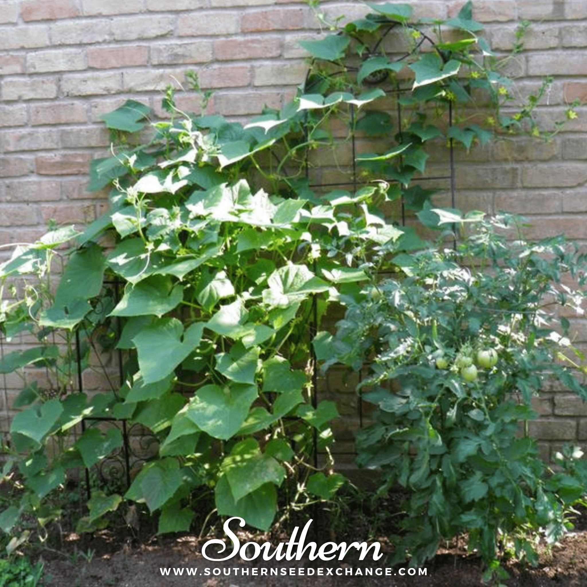 Straight 8 Cucumber – 30 Seeds | Seeds | Wiccan Center