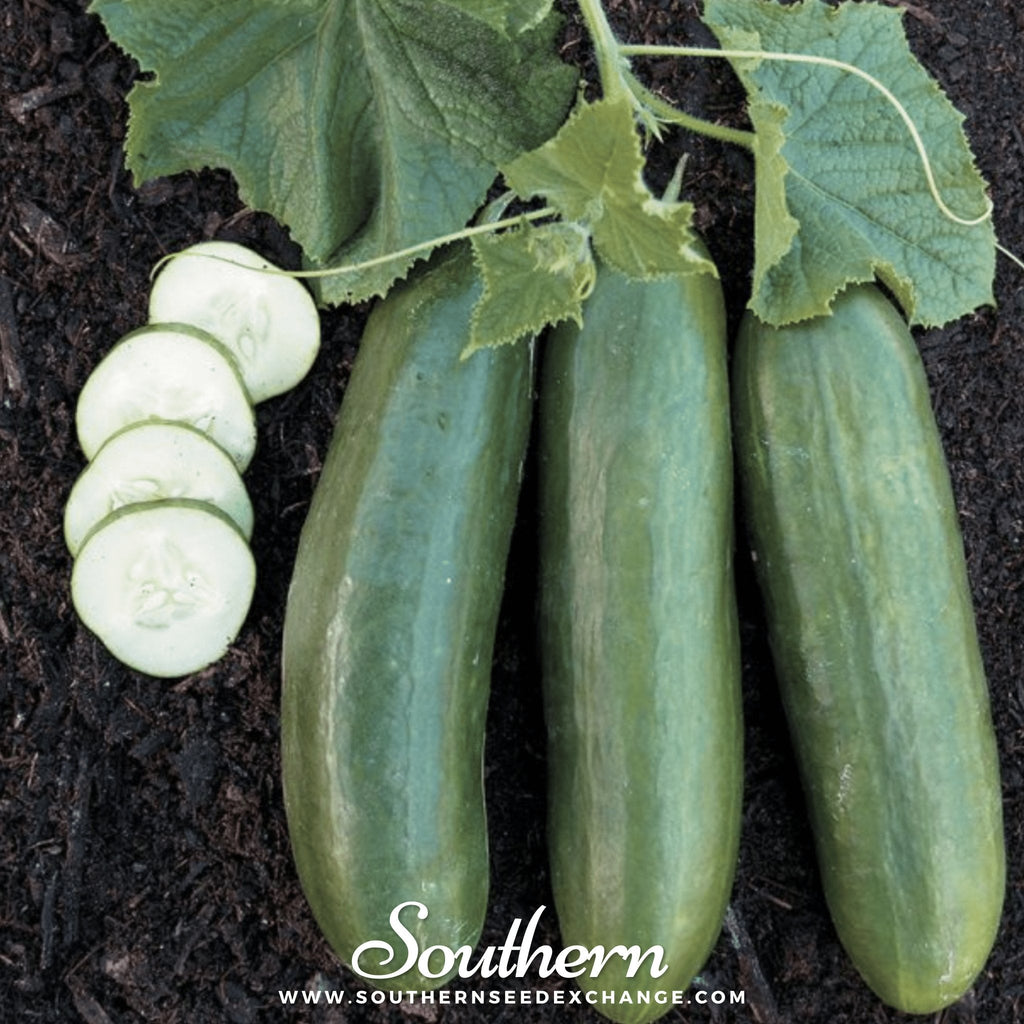 Straight 8 Cucumber – 30 Seeds | Seeds | Wiccan Center