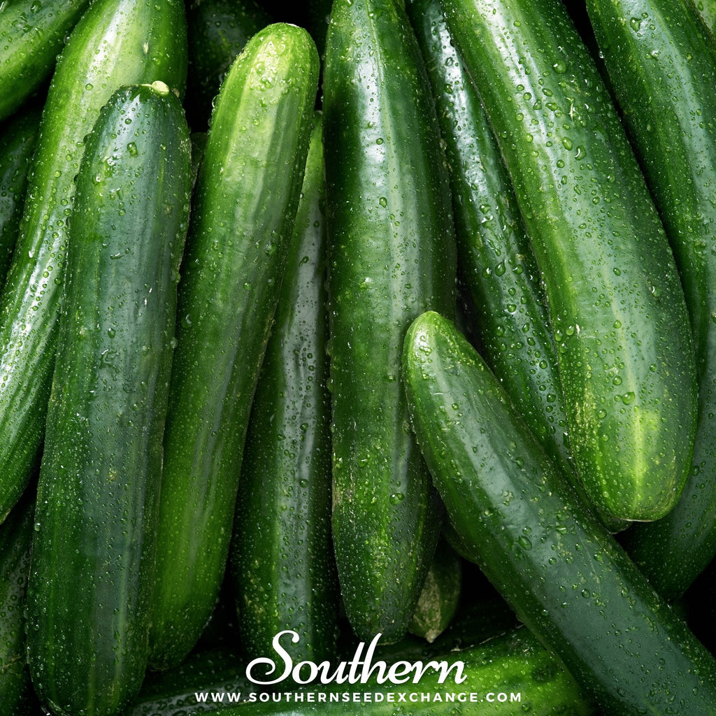 Straight 8 Cucumber – 30 Seeds | Seeds | Wiccan Center