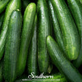 Straight 8 Cucumber – 30 Seeds | Seeds | Wiccan Center