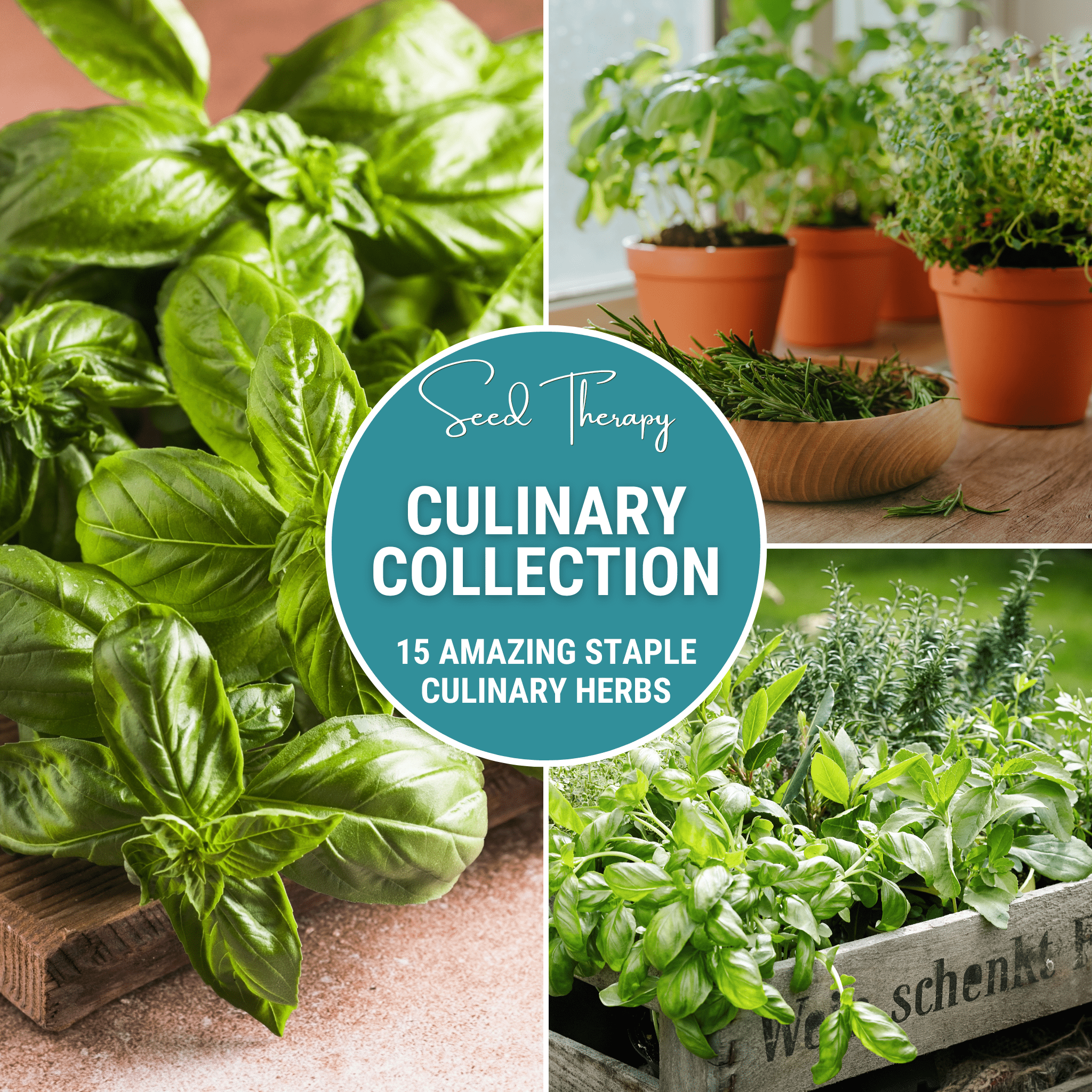 Culinary Herb Seed Collection – 15 Varieties | Seeds | Wiccan Center